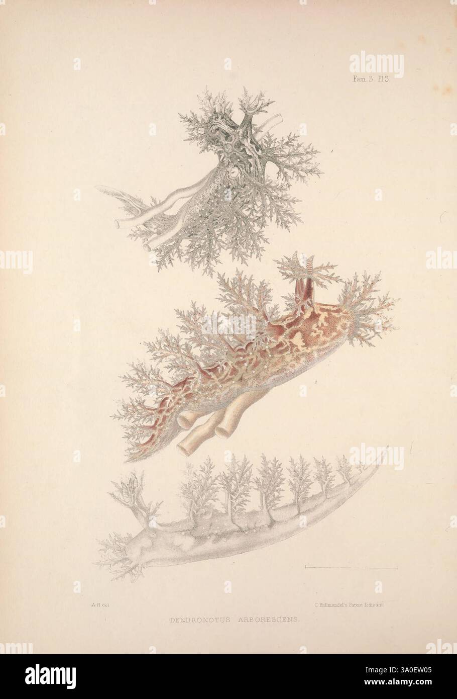 A, Monografie, von, Britisch, Nudibranchiate, Mollusca, London, 1845-1910, Great, Großbritannien, Mollusken, Nacktschnecken, die Illustration zeigt eine Vielzahl von wirbellosen Meerestieren und hebt ihre komplexen anatomischen Strukturen und einzigartigen Formen hervor. Auf der Spitze zeigt eine detaillierte Darstellung eines Meeresbewohner zarte, verzweigte Anhängsel, die an Korallen- oder Meeresbewohner erinnern. Unten zeigt ein anderer Organismus einen länger gestreckten Körper, der mit ornamentalen Mustern verziert ist, während zusätzliche Verzweigungsstrukturen Anpassungen für Tarnung oder Fütterung nahelegen. Diese Darstellung betont die Vielfalt und das Ko Stockfoto A, Monografie, von, Britisch, Nudibranchiate, Mollusca, London, 1845-1910, Great, Großbritannien, Mollusken, Nacktschnecken, die Illustration zeigt eine Vielzahl von wirbellosen Meerestieren und hebt ihre komplexen anatomischen Strukturen und einzigartigen Formen hervor. Auf der Spitze zeigt eine detaillierte Darstellung eines Meeresbewohner zarte, verzweigte Anhängsel, die an Korallen- oder Meeresbewohner erinnern. Unten zeigt ein anderer Organismus einen länger gestreckten Körper, der mit ornamentalen Mustern verziert ist, während zusätzliche Verzweigungsstrukturen Anpassungen für Tarnung oder Fütterung nahelegen. Diese Darstellung betont die Vielfalt und das Ko Stockfoto