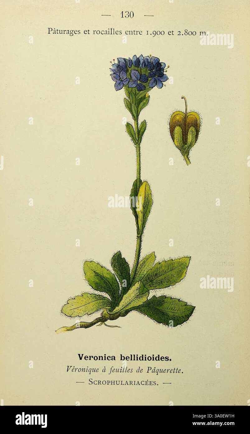 Nouvelle flore coloriée de poche des Alpes et des Pyrénées, Paris, Klincksieck, 1906-1912, Alps, Pflanzen, Pyrenäen, Eine zarte Illustration der Pflanze Veronica bellidioides, allgemein bekannt als Bellidion Speedwell. Die Zeichnung zeigt einen schlanken Stiel mit kleinen, blauen Blüten. Die Blätter sind breit und leicht gezackt, an der Basis in einer Rosette angeordnet. Begleitet wird die Pflanze durch eine Darstellung ihrer Samenkapsel, die gestreckt ist und eine spitz zulaufende Form aufweist. Das Kunstwerk ist in französischer Sprache beschriftet, was sowohl den botanischen Namen als auch den gebräuchlichen Namen angibt, wodurch seine Gewohnheit hervorgehoben wird Stockfoto