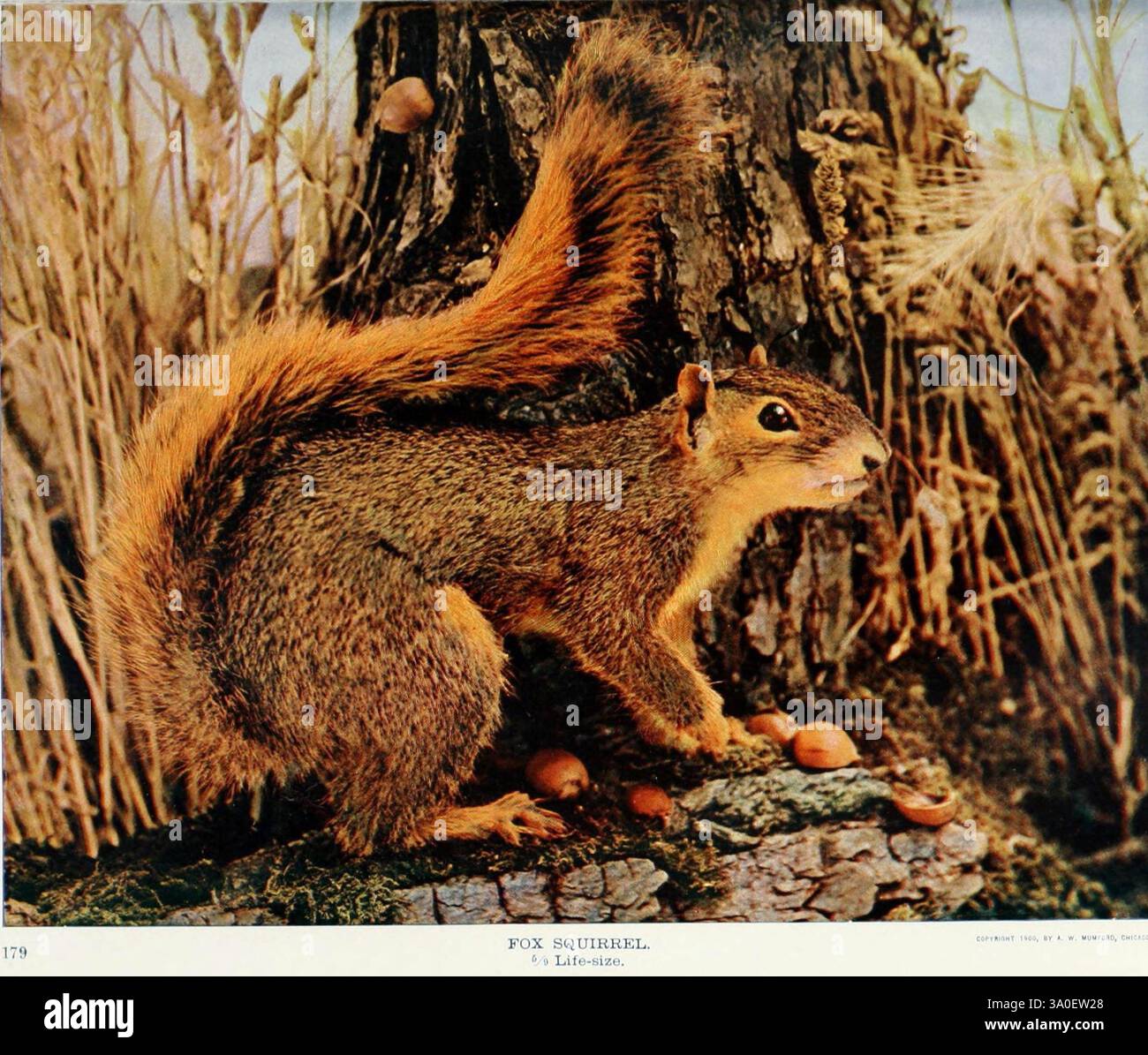 Nature Neighbors V 5 Chicago American Audubon Association [um 1914] Eichhörnchen Naturgeschichte Taxonomie Family= Sciuridae Sciurus niger, Ein Fuchshörnchen wird in einer natürlichen Umgebung dargestellt und zeigt seine Besonderheiten, darunter einen buschigen Schwanz und ein lebendiges Fell. Das Tier befindet sich in der Nähe eines Baumstamms, umgeben von Gräsern und abgefallenen Eicheln, die auf sein Futterverhalten hinweisen. Die aufmerksame Haltung und der aufmerksame Ausdruck deuten auf ein ausgeprägtes Bewusstsein für die Umgebung hin und verkörpern die Lebendigkeit des Waldlebens. Das Zusammenspiel der Farben unterstreicht die Textur des Fells und die erdigen Elemente des Ha Stockfoto