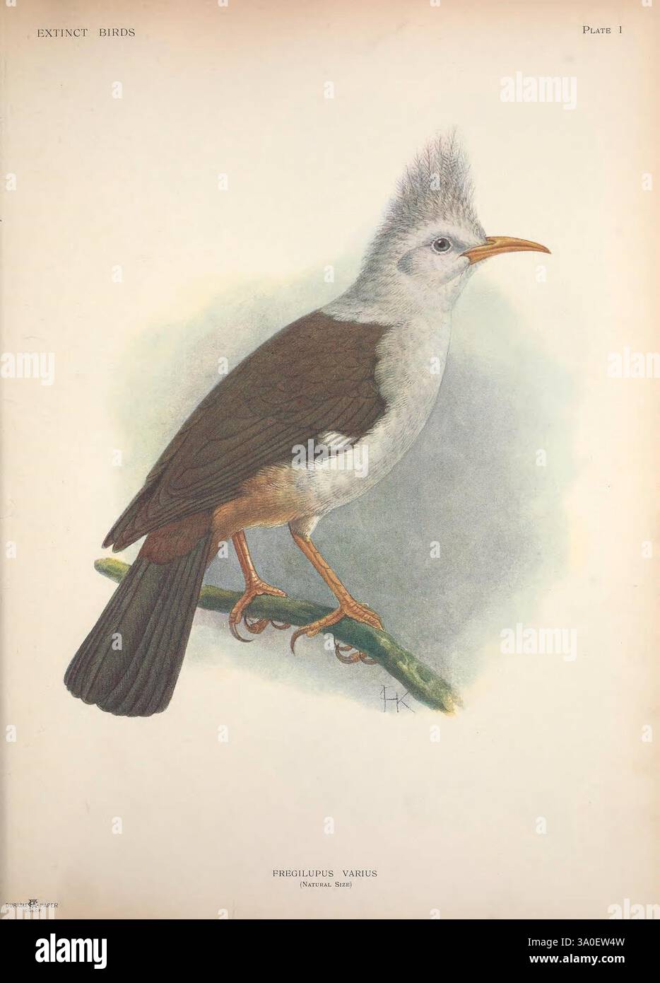 Ausgestorbene Vögel, London, Hutchinson & Co, 1907, ausgestorbene Vögel, Bildwerke, seltene Vögel, Vogel, Fregilupus varius, Réunion-Starling, eine detaillierte Abbildung eines prähistorischen Vogels mit einem langen Körper und einem markanten Wappen auf dem Kopf. Der Vogel hat ein überwiegend grau-weißes Gefieder, das von dunkelbraunen Flügeln und einem Hauch von schillernder Färbung auf seinem Schwanz akzentuiert wird. Auf einem schmalen grünen Zweig thront er mit einem scharfen, orangen Schnabel, der sich in einem Kontrast zu seinen sanfteren Tönen befindet. Zarte Details unterstreichen die Federn und die Haltung und erfassen das Wesen dieser ausgestorbenen Art, wie sie eine haben könnte Stockfoto