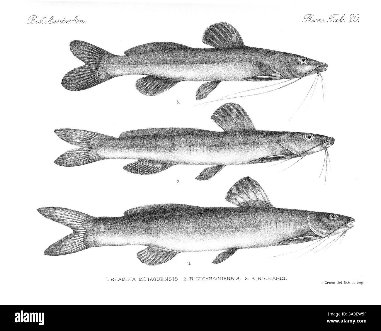 Biologia Centrali-Americana, London, 1879-1915, Archäologie, Botanik, Zentralamerika, Beschreibung und Reise, wissenschaftliche Expeditionen, Zoologie, 96, Fisch, die Abbildung zeigt drei verschiedene Welsarten, die in einer Seitenansicht für einen detaillierten Vergleich dargestellt werden. Jeder Fisch ist mit einer entsprechenden Zahl gekennzeichnet: Der erste ist als Rhamdia motaguensis gekennzeichnet, der zweite als Rhamdia nicaraguensis und der dritte als Rhamdia boucardi. Jedes Exemplar wird mit präzisen anatomischen Details dargestellt, die ihre langgestreckten Körper, markanten Barteln und Rückenflossen zeigen. Diese wissenschaftliche Darstellung hebt die hervor Stockfoto
