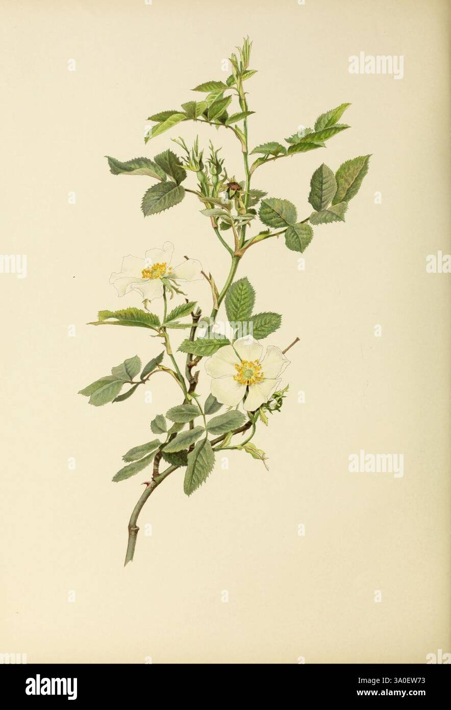 Die Gattung Rosa, 1914 Rosen, Botanik, Rosa, Eine botanische Illustration, die einen zarten Rosenzweig mit komplexen, grünen Blättern und eleganten weißen Blumen zeigt. Jedes Blütenblatt weist subtile Variationen auf und zeigt eine weiche gelbe Mitte, die von zahlreichen Staubblättern umgeben ist. Die Komposition unterstreicht die natürliche Schönheit und detaillierte Struktur der Blätter mit ihren gezackten Kanten und der reichhaltigen Textur, die den organischen Charme der Rose unterstreichen. Das Gesamtkonzept strahlt ein Gefühl der Ruhe und der Eleganz der Natur aus und lädt die Wertschätzung für die komplizierten Details ein. Stockfoto
