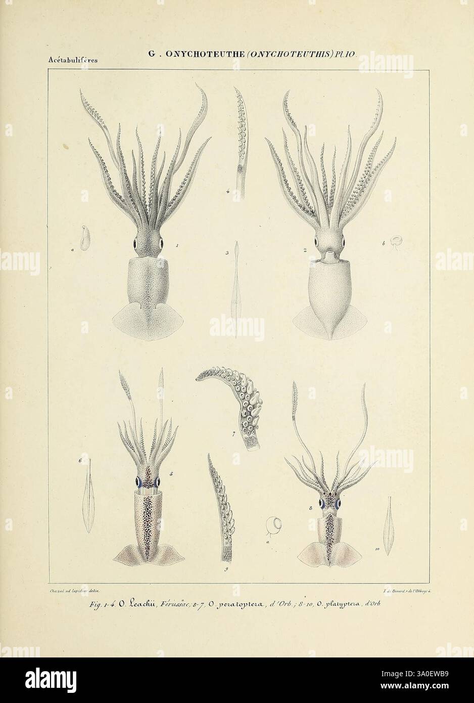 Histoire naturelle, générale et particulière des céphalopodes acétabulifères vivants, et Fossiles, Paris, impr. De A. Lacour, 1835-1848, Kopffüßer, Fossil, Eine detaillierte Illustration, die verschiedene Aspekte der Gattung Gonatopsis zeigt, mit detaillierten Darstellungen der Anatomie des Tintenfischs, einschließlich Kopf, Tentakeln und Flossen. Das Bild hebt verschiedene Ansichten und Winkel hervor und betont komplizierte Merkmale wie Schnabel, Arme und Mantel. Jede Komponente wird sorgfältig gezeichnet, was Einblicke in die Struktur und die Eigenschaften dieser Kopffüßer gibt. Die beschrifteten Abschnitte verbessern den Unterstand Stockfoto