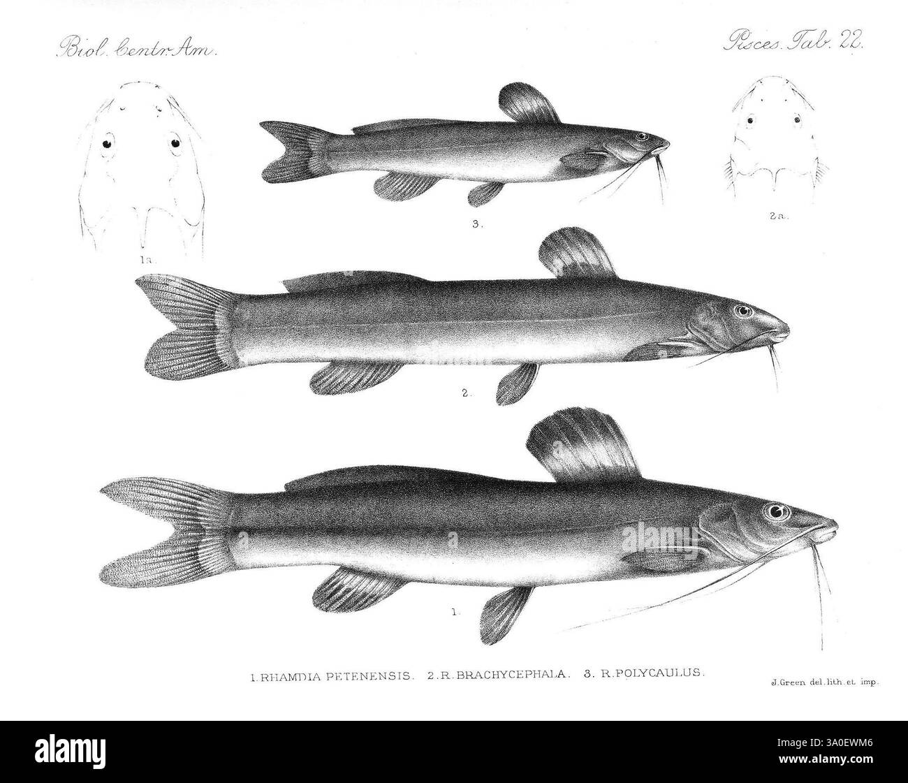 Biologia Centrali-Americana, London, 1879-1915, Archäologie, Botanik, Zentralamerika, Beschreibung und Reise, wissenschaftliche Expeditionen, Zoologie, Fisch, die Abbildung zeigt drei verschiedene Arten von Welsen, die jeweils mit detaillierten anatomischen Merkmalen dargestellt werden. Das erste Exemplar ist mit *Rhamdia petersensis* gekennzeichnet, gekennzeichnet durch seinen langgestreckten Körper und markante Whisker. Die zweite Art, *Rhamdia brachycephala*, zeigt eine kompaktere Form mit breitem Kopf. Der dritte, *Rhamdia polycephalus*, zeigt eine einzigartige Form und feinere Details entlang der Rippen. Über den Hauptdarstellungen befinden sich Stockfoto