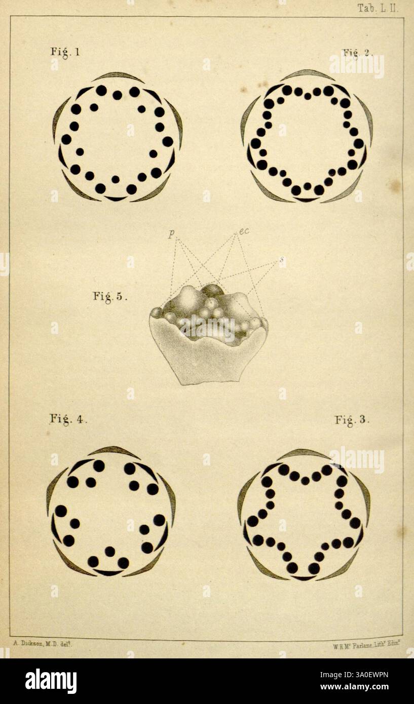 Journal of Botany, britisches und ausländisches London Robert Hardwicke 1863-1942 Botany Great Britain Zeitschriften Pflanzen, diese Illustration zeigt eine Sammlung geometrischer Konfigurationen, die jeweils beschriftet und in verschiedene Figuren organisiert sind. Die Designs verfügen über verschiedene Kreise, die unterschiedliche Muster von Punkten und Formen hervorheben. - **Abb. 1** zeigt eine kreisförmige Anordnung von Punkten an, die einen perfekten Kreis bilden. - **Abb. 2** zeigt eine ähnliche kreisförmige Form, aber mit einer zusätzlichen inneren Punkteschicht. - **Abb. 3** zeigt ein weiteres kreisförmiges Muster mit Punkten, die in einem komplizierteren Design angeordnet sind. Stockfoto