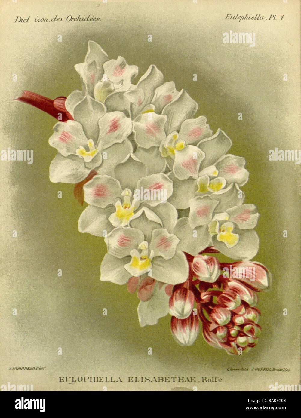 Dictionnaire iconographique des orchidees, 1896-1907, Botanik, Orchidaceae, Bildwerke, Alphonse Goossens, 2, Orchideen, Blüten, Eulophiella elisabethae, Madagaskar, HSA, eine Illustration mit einem zarten Arrangement von Eulophiella Elisabethae-Orchideen, die ihre komplexen weißen Blüten mit sanften gelben Akzenten in den Mitte zeigen. Die Komposition enthält auch eine Gruppe von dicht gepackten Blütenknospen an der Basis, die die Schönheit dieser einzigartigen Art unterstreichen. Das Kunstwerk fängt die Eleganz der Orchideen vor einem hellen Hintergrund ein und veranschaulicht die feinen Details jeder Blüte A Stockfoto
