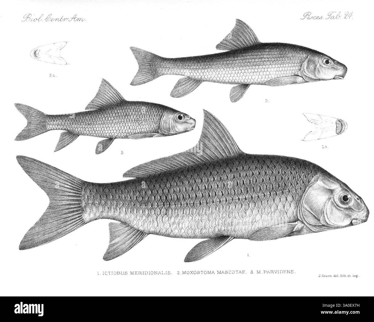 Biologia Centrali-Americana, London, 1879-1915, Archäologie, Botanik, Zentralamerika, Beschreibung und Reise, wissenschaftliche Expeditionen, Zoologie, 04, Fish, die Abbildung zeigt drei verschiedene Fischarten, die akribisch mit komplexen Details dargestellt werden, die ihre anatomischen Merkmale verdeutlichen. Der größte Fisch, der sich in der Mitte befindet, ist mit einem stromlinienförmigen Körper und einer markanten Skala dargestellt, die seine schlanke Form unterstreicht. Zwei kleinere Fische sind über und unter dem Fisch positioniert, was Variationen in Größe, Form und Flossenstruktur hervorhebt. Jede Art ist mit wissenschaftlichen Bezeichnungen versehen Stockfoto
