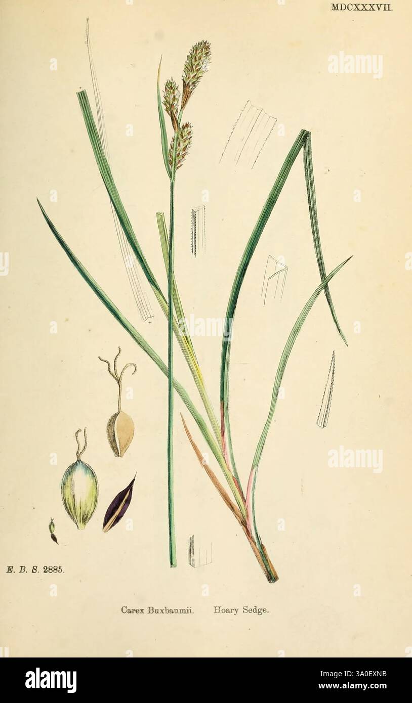 Englische, botanische oder farbige Figuren britischer Pflanzen, London, R. Hardwicke, 1863-1886, Großbritannien, Bildwerke, Pflanzen, die Illustration zeigt verschiedene Teile der Carex Buxbaumii Pflanze, die allgemein als Buxbaum's Sedge bekannt ist. Sie verfügt über schlanke grüne Klingen und detaillierte Darstellungen der Blütenspitzen der Pflanze, die präzise gezeichnet werden, um ihre einzigartigen Formen hervorzuheben. Zu den Hauptdarstellungen gehören botanische Anmerkungen und Skizzen der Samen und anderer struktureller Elemente der Pflanze, die zum Verständnis ihrer Morphologie beitragen. Diese Abbildung ist nur ein Hinweis Stockfoto
