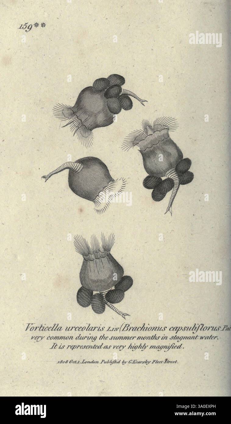 Zoologisch, Vorträge, gehalten, bei, der, Royal, Institution, London, Kearsley, 1809, Zoologie, die Abbildung zeigt eine botanische Studie, die verschiedene Stadien einer bestimmten Wasserpflanzenart zeigt, die als „Buchonias capillaris“ identifiziert wird. Jede Stufe ist akribisch detailliert und hebt die einzigartigen strukturellen Elemente wie Blätter und Fortpflanzungsmerkmale hervor. Die Anordnung der Pflanze wird aus mehreren Winkeln dargestellt, was eine umfassende Ansicht der Morphologie ermöglicht. Unter den Abbildungen sind die wissenschaftliche Bezeichnung und Beschreibung ein Kontext, der darauf hinweist, dass diese Art in vorwiegend ist Stockfoto