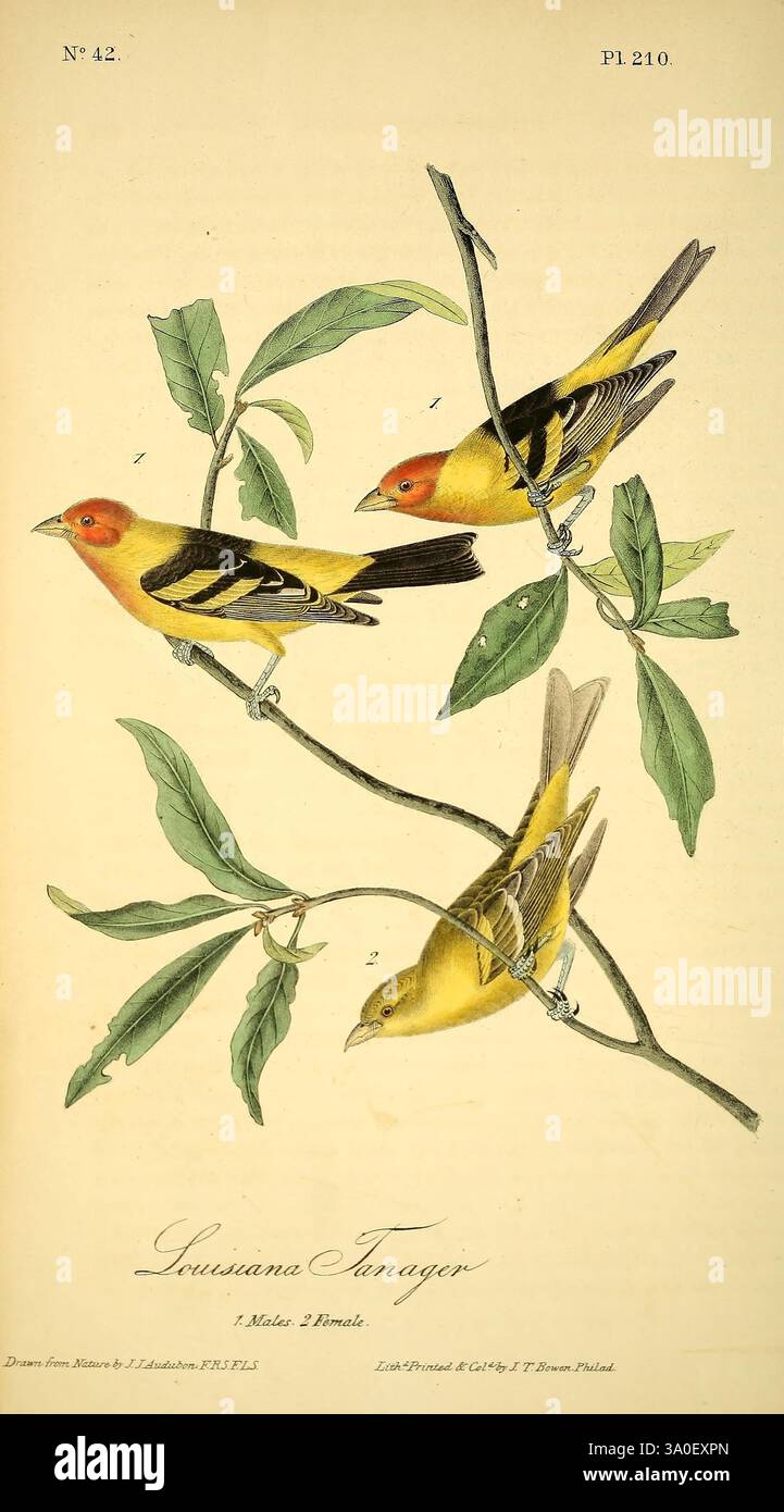 The Birds of America, New York, J.B. Chevalier, 1840-1844, Birds, Nordamerika, John James Audubon, Bildwerke, Piranga ludoviciana, das Kunstwerk zeigt drei Louisiana Tanagers, die auf grünen Zweigen thronen und ihr markantes Gefieder zeigen. Die Vögel sind in verschiedenen Posen dargestellt, die ihre leuchtend gelben Federn mit dunklen Flügeln und Schwänzen hervorheben. Jeder Vogel ist zur Identifizierung nummeriert, was seine besonderen Merkmale unterstreicht. Sie umgeben sie von zarten grünen Blättern, die der Komposition einen natürlichen Touch verleihen. Das Stück ist unten mit Anmerkungen versehen, die die Motive beschriften Stockfoto