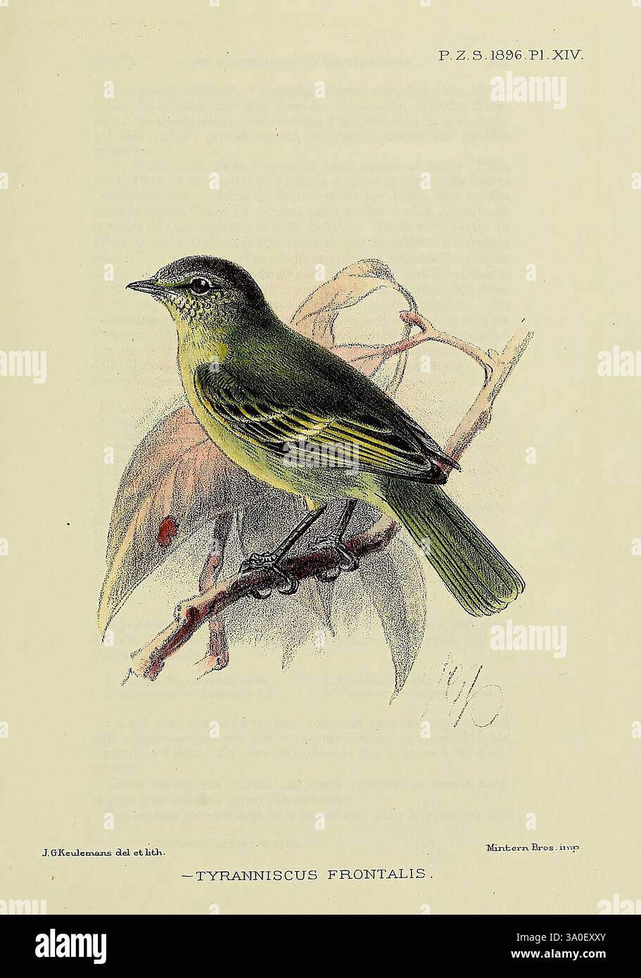 Proceedings of the Zoological Society of London, London, Academic Press Periodicals, Zoology, Birds, ein kleiner Vogel thront auf einem Ast, der auf dem Rücken ein leuchtendes grünes Gefieder und auf der Unterseite einen zarten gelblichen Farbton aufweist. Die Flügel sind mit dezenten dunklen Streifen versehen, und an der Seite verläuft ein markanter gelber Streifen. Der runde Kopf des Vogels ist mit einer weichen, leicht kontrastierenden Farbe im Gesicht verziert, die seine hellen, neugierigen Augen verstärkt. Um den Vogel herum bilden gedämpfte Blätter eine natürliche Kulisse, die auf eine ruhige Waldlandschaft hindeuten. Diese Illustration unterstreicht die anmutige Form und die Komplexität Stockfoto