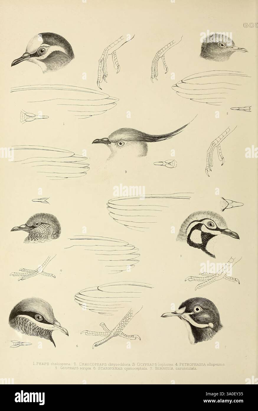Die Gattungen der Vögel, 1849, Vogel, Vogel, Verhaltensornithologie, Klassifizierung, Bildwerke, ornithologische Illustration, Museum der vergleichenden Zoologie, die Komposition enthält eine Reihe von detaillierten Illustrationen, die verschiedene Vogelköpfe und Teile zeigen. Jeder Abschnitt erfasst unterschiedliche anatomische Merkmale, darunter Schnabel, Augen und Federmuster. In der obersten Zeile werden eindeutige Profile mit unterschiedlichen Merkmalen wie Wappen und Farben hervorgehoben. Der mittlere Abschnitt konzentriert sich auf die komplizierten Strukturen von Hals und Kopf und betont die Vielfalt der Arten. Die Anordnung der Schutte Stockfoto