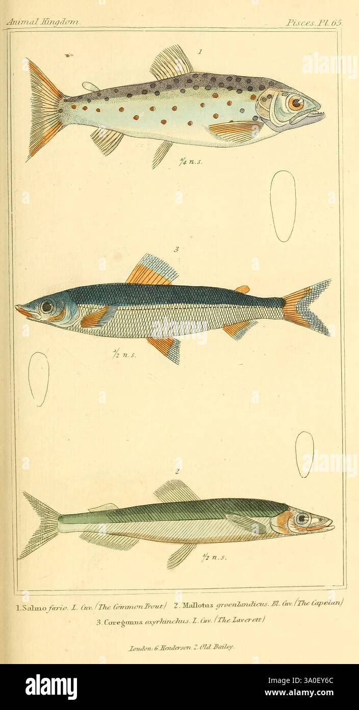 Das Tierreich, nach seiner Organisation, diente als Grundlage für die Naturgeschichte der Tiere, London, G. Henderson, 1834-1837, Tiere, Zoologie, Klassifizierung, Bildwerke, Fisch, eine Illustration, die drei verschiedene Fischarten zeigt, die vertikal angeordnet sind. Der oberste Fisch hat einen gefleckten Körper mit einer stromlinienförmigen Form, was wahrscheinlich darauf hinweist, dass es sich um eine Süßwasserart handelt. Der mittlere Fisch zeichnet sich durch seine leuchtend blaue und grüne Färbung aus, die seine Schuppen und seine gestreckte Form hervorhebt. Der Grundfisch hat ein schlankeres, länger gezogenes Erscheinungsbild mit einem schlanken Design Stockfoto