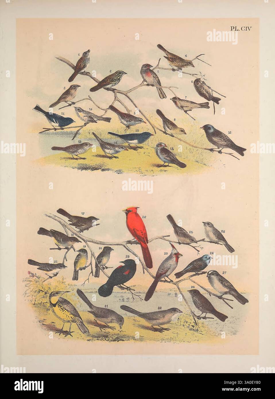 The Birds of North America New York, USA, 1895, C1888. Vögel, Nordamerika, Bildwerke, Spatzen, Melospiza melodia, bunting, Coturniculus lecontei, finch, Carpodacus frontalis, Aegiothus linaria, linnet, Linota flavirostris, Centronyx ochrocephalus, Coturniculus passerinus, Junco hyemalis, snowbird, Junco cinereus, Pooecetes gramineus, Passerculus rostratus, pewee, Contopus virens, Fliegenfänger, Contopus pertinax, Empidonax flaviventris, Empidonax acadicus, Empidonax traillii, Kardinal, Pyrrhuloxia sinuata, Cyanospiza versicolor Spizella pallida, Passerella townsendi, Zonotrichia leucoph Stockfoto