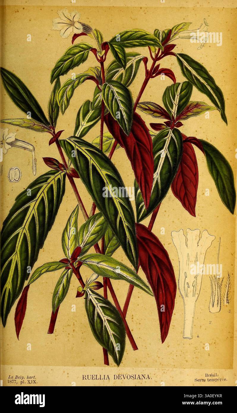 Belgique, Gartenbau, Lüttich, Botanik, Gartenbau, Zeitschriften, Pflanzen, diese Illustration zeigt die Ruellia devosiana Pflanze, die ihr lebendiges Laub zeigt, das von tiefgrünen Blättern mit auffälligen roten Unterseiten geprägt ist. Die Darstellung hebt die charakteristische Struktur der Pflanze hervor, mit langgestreckten, spitzen Blättern, die symmetrisch angeordnet sind. Auf der rechten Seite befinden sich weitere Details, die die Blume und andere botanische Merkmale veranschaulichen und die einzigartigen Eigenschaften der Pflanze betonen. Die Gesamtkomposition unterstreicht die Schönheit und Vielfalt dieser Art im Bereich der Botanik. Stockfoto