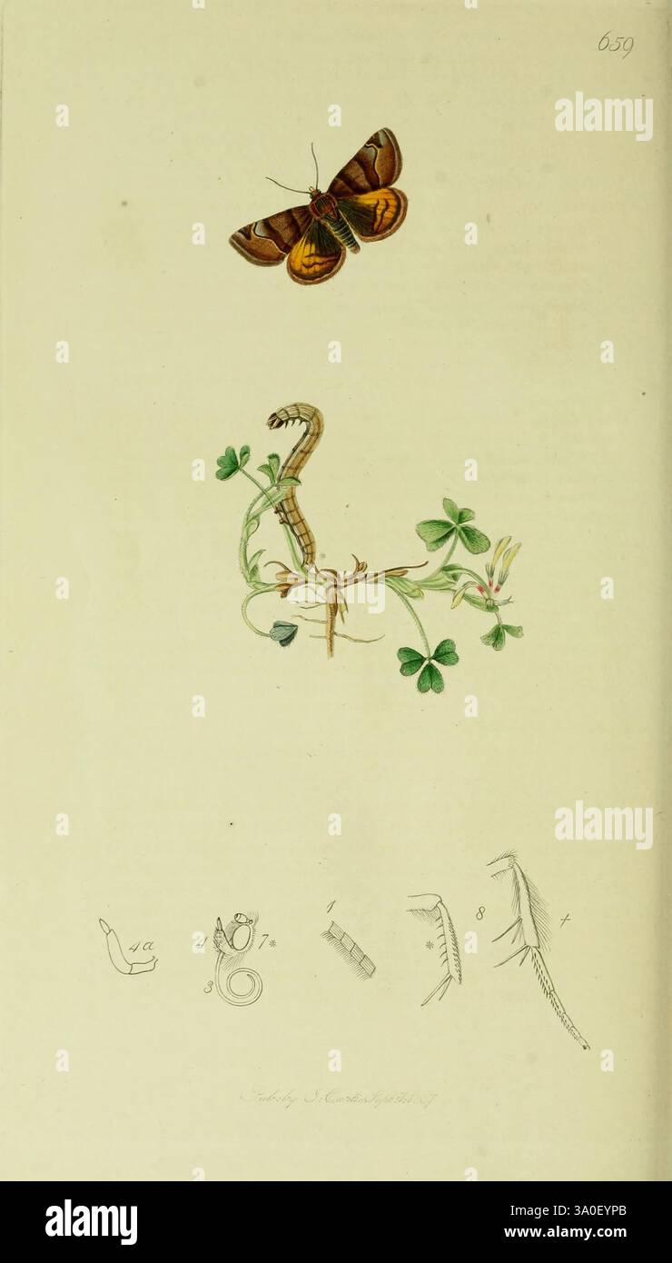 Britisch, Entomologie, London, gedruckt für den Autor 1823-1840 [d. h. 1840], Botanik, Großbritannien, Insekten, Bildwerke, ein wunderschön illustrierter Schmetterling schwebt anmutig über einer zarten Anordnung von Flora. Darunter befindet sich eine schlanke Schlange, die künstlerisch in einer Ansammlung lebendiger Kleeblätter verschlungen ist. Weitere Skizzen am unteren Rand zeigen einen kleinen Vogel, eine Schnecke und verschiedene strukturelle Formen, die auf eine Erkundung der Natur und ihrer vielfältigen Bewohner hinweisen. Die Abbildungen spiegeln eine Wertschätzung für die komplizierten Details und Verbindungen innerhalb der natürlichen Welt wider. Stockfoto