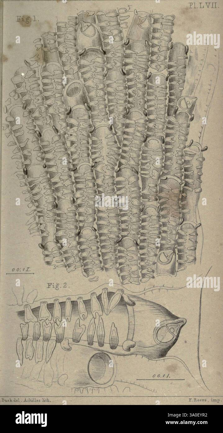 Katalog der marinen Polyzoen London gedruckt im Auftrag der Treuhänder