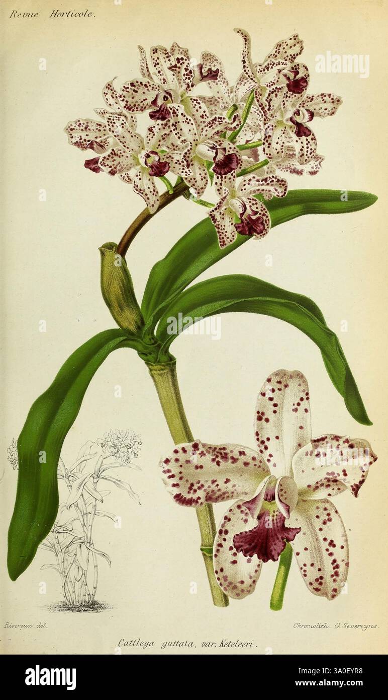 Revue horticole, Paris, Librairie agricole de la maison rustique, 1829-1974, Frankreich, Gartenbau, Zeitschriften, Taxonomie: binomial = Cattleya guttata, dieses Kunstwerk zeigt zwei exquisite Orchideenarten, insbesondere die Cattleya guttata. Der obere Teil zeigt eine Gruppe von zarten Blumen, die mit komplizierten Mustern in Kastanienbraun und weiß verziert sind und ihre einzigartigen Formen und Texturen hervorheben. Darunter zeigt eine detaillierte Darstellung einer einzelnen Cattleya-Blüte den auffälligen Kontrast ihrer gepunkteten Blüten, komplett mit subtilen Schattierungen, die ihre ätherische Schönheit verstärken. Sof Stockfoto