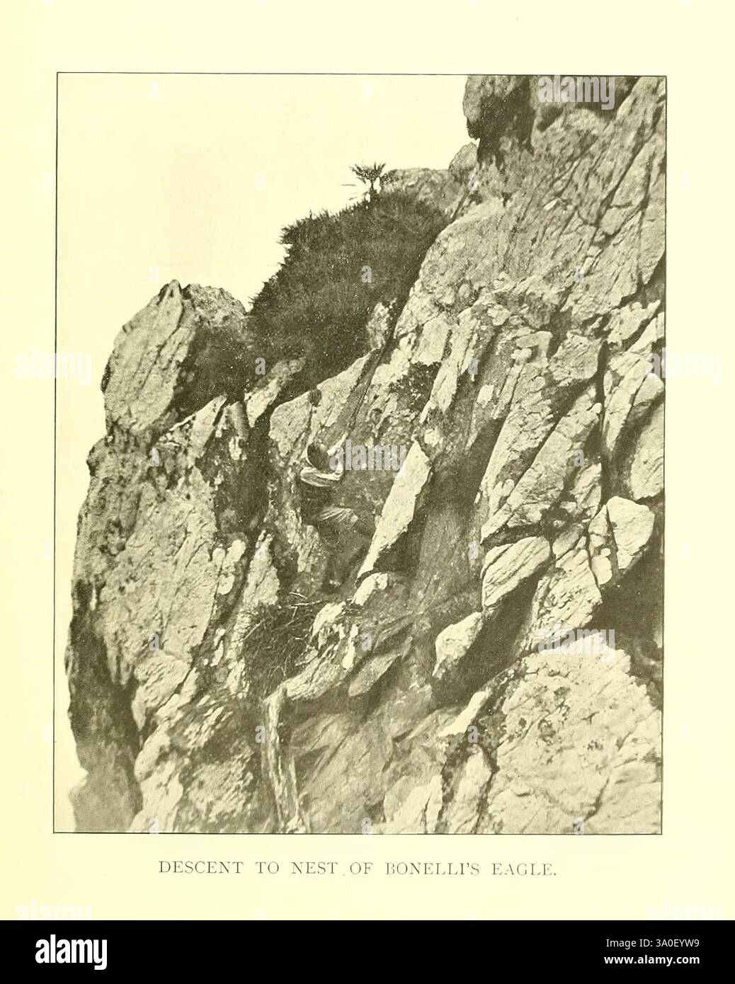 Mein Leben unter den wilden Vögeln in Spanien London, J. Bale, Sons & Danielsson, Ltd, 1909. Vögel, Beschreibung, Reisen, Spanien, Andalusien, Nester, Bonellis Adler, Ein gewagter Kletterer, wird beobachtet, wie er vorsichtig eine steile, zerklüftete Klippe hinabsteigt und durch das schwierige Gelände navigiert, auf der Suche nach dem Nest von Bonellis Adler. Die felsige Landschaft ist von steilen Tropfen und zerklüfteten Kanten geprägt, was die Schwierigkeit und die Gefahr des Aufstiegs veranschaulicht. Dünne Vegetation hält sich an den Kanten an und bietet minimalen Halt, während sich der Kletterer intensiv auf seinen Weg konzentriert. Die Szene fängt das Wesen des Abenteuers und die Entschlossenheit ein Stockfoto