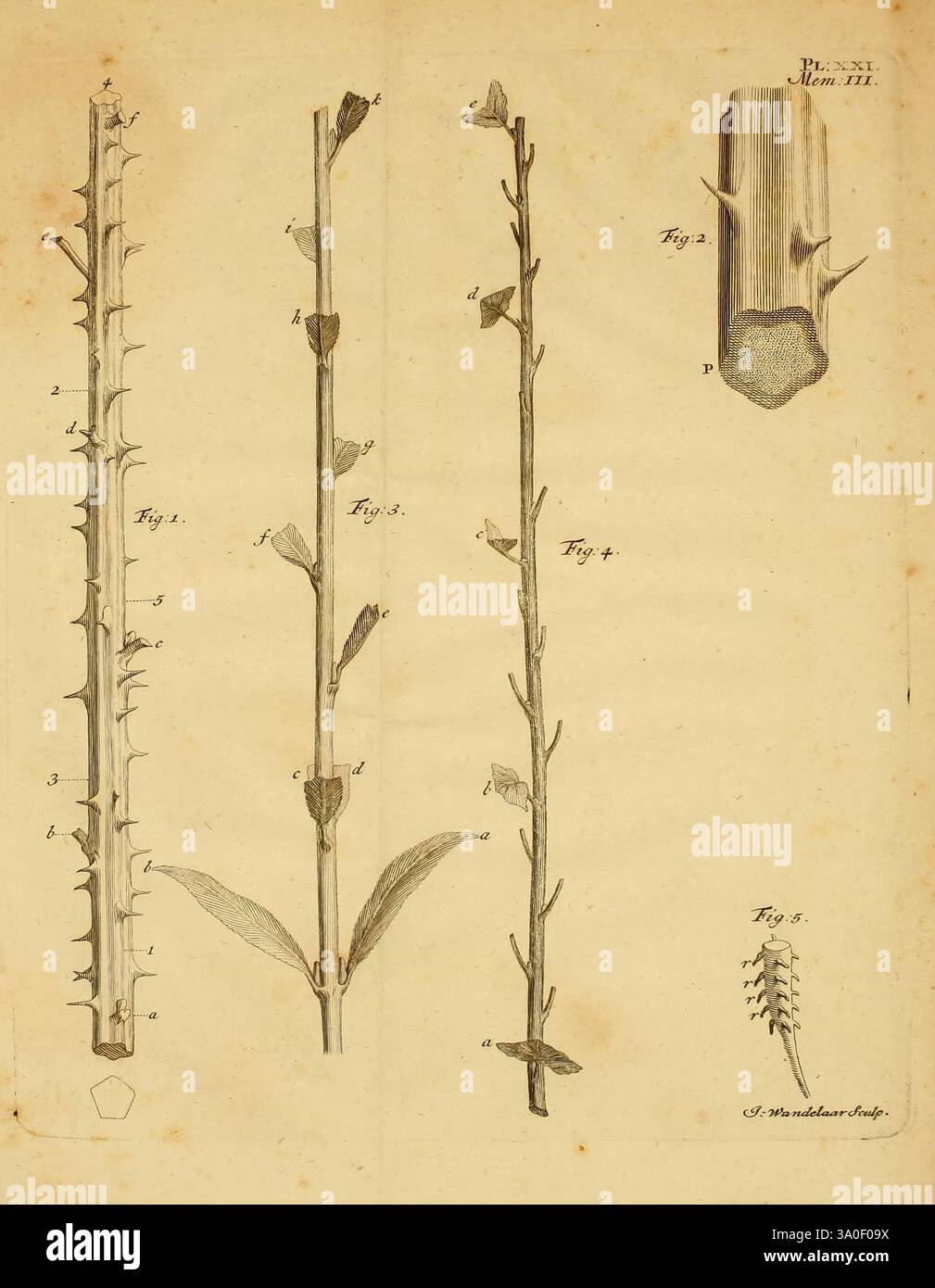 Göttingen E. Luzac fils 1754 Leaves Osmosis Woods Hole zeigt eine detaillierte botanische Studie, in der ein Stachelpflanzenexemplar gezeigt wird. Auf der linken Seite zeigen zwei vertikal ausgerichtete, längliche Äste scharfe Dorne entlang ihrer Länge. Nummerierte Beschriftungen weisen auf verschiedene Segmente der Zweige hin, wodurch die einzigartigen strukturellen Merkmale der Anlage hervorgehoben werden. In der Mitte ist ein separater Zweig mit weniger Dornen dargestellt und zeigt die keimenden Blätter, die ebenfalls zur Klarheit gekennzeichnet sind. Auf der rechten Seite bietet eine Querschnittsansicht eines Stängels einen Close Stockfoto