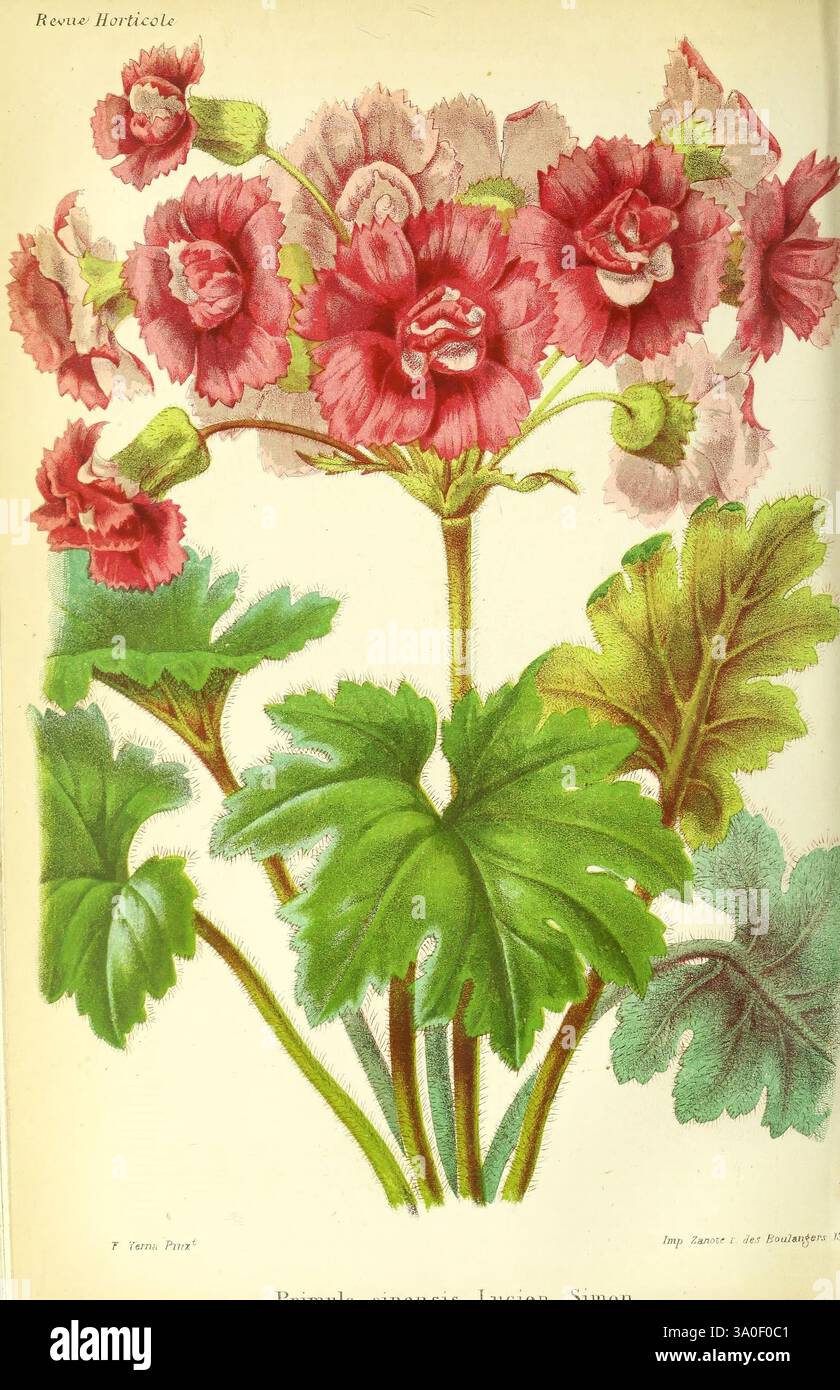 Revue horticole Paris, Librairie agricole de la maison rustique, 1829-1974 Frankreich, Gartenbau, Zeitschriften, Taxonomie, Binomial, Primula sinensis, Eine Gruppe lebendiger Blüten auf kräftigen grünen Stielen, die zarte Blütenblätter in Rosa- und Rottönen zeigen. Die Blüten zeichnen sich durch komplexe Schichten und weiche Texturen aus, umgeben von breiten, üppigen Blättern, die eine stabile Kulisse bilden. Jede Blüte scheint lebendig zu sein, was auf eine reiche Vielfalt innerhalb der Blumenarten hindeutet, die von einer eleganten botanischen Beschreibung darunter gekennzeichnet ist. Die Zusammensetzung hebt die natürliche bea hervor Stockfoto