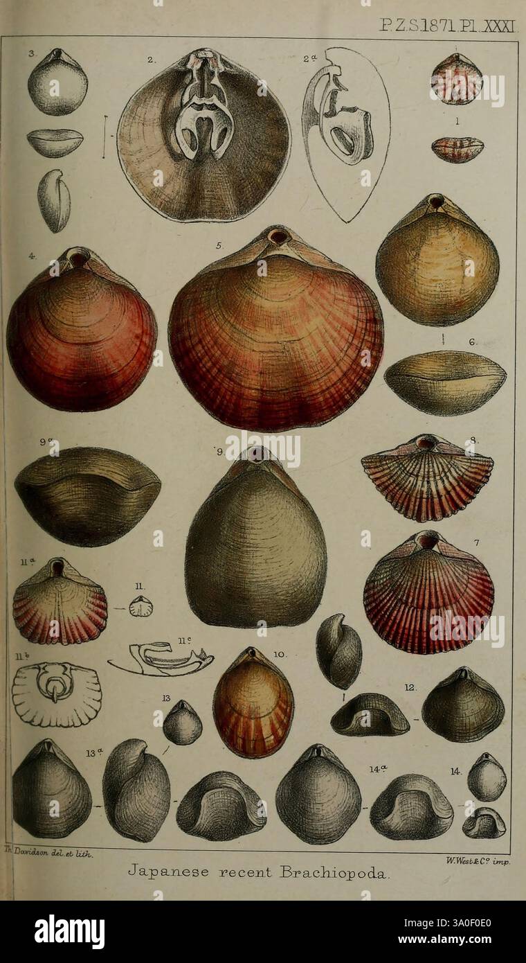 Proceedings of the Zoological Society of London London Academic Press 1833-1965 Periodicals Zoology, Eine detaillierte Illustration über verschiedene Arten von Brachiopoden aus Japan. Die Anordnung umfasst Ansichten von oben nach unten und von der Seite der verschiedenen Schalen, die jeweils mit spezifischen Namen und Klassifizierungen gekennzeichnet sind. Die komplizierten Muster und Texturen der Schalen werden hervorgehoben, was die Vielfalt der dargestellten Arten in Form und Größe unterstreicht. Darüber hinaus enthalten einige Skizzen anatomische Details der Brachiopoden, die Einblicke in ihre biologischen Strukturen geben. Diese Sammlung dient als Valu Stockfoto