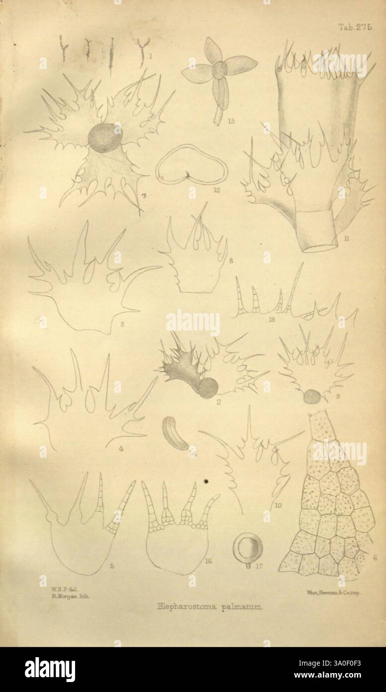 Journal of Botany, British and Foreign, London, Robert Hardwicke, 1863-1942, Botanik, Großbritannien, Zeitschriften, Pflanzen, die Abbildung zeigt verschiedene Formen der Meereslebewesen, insbesondere verschiedene Arten von Algen und anderen Wasserorganismen. Jeder nummerierte Abschnitt zeigt einzigartige morphologische Merkmale mit detaillierten Darstellungen ihrer Strukturen, Texturen und Wachstumsmuster. Die beschrifteten Figuren geben Einblick in die Vielfalt dieser Organismen und veranschaulichen ihre unterschiedlichen Formen wie Verzweigungen, Fadenformen und Knollenformen sowie ihre Fortpflanzungsstruktur Stockfoto Journal of Botany, British and Foreign, London, Robert Hardwicke, 1863-1942, Botanik, Großbritannien, Zeitschriften, Pflanzen, die Abbildung zeigt verschiedene Formen der Meereslebewesen, insbesondere verschiedene Arten von Algen und anderen Wasserorganismen. Jeder nummerierte Abschnitt zeigt einzigartige morphologische Merkmale mit detaillierten Darstellungen ihrer Strukturen, Texturen und Wachstumsmuster. Die beschrifteten Figuren geben Einblick in die Vielfalt dieser Organismen und veranschaulichen ihre unterschiedlichen Formen wie Verzweigungen, Fadenformen und Knollenformen sowie ihre Fortpflanzungsstruktur Stockfoto