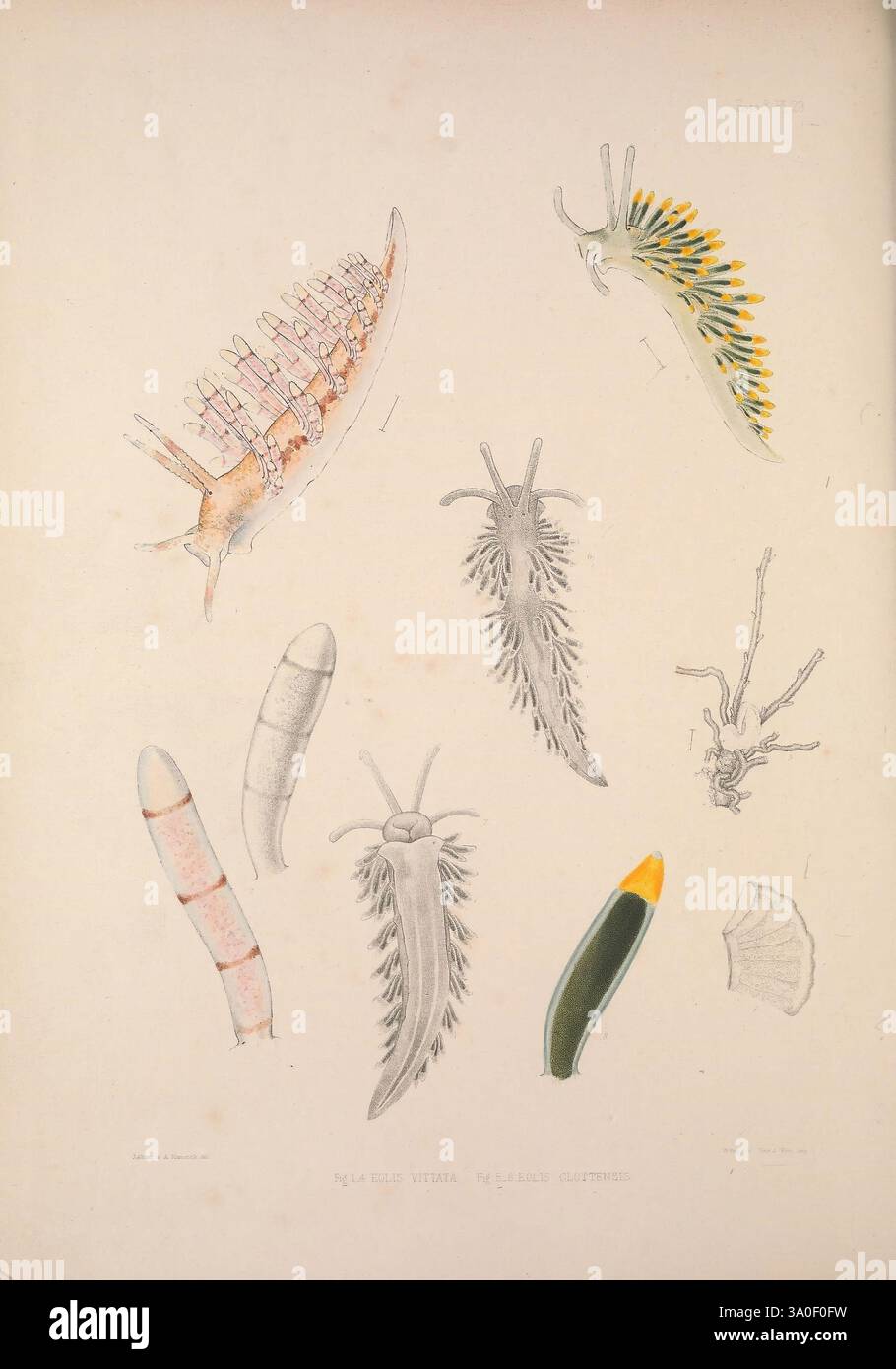 Eine Monografie des britischen Nacktschlechtums Mollusca, London, 1845-1910, Großbritannien, Mollusken, nudibranchia, dieses Kunstwerk zeigt eine Sammlung komplizierter Meeresorganismen mit einer Vielzahl von Formen und Texturen. Oben links zeigt eine detaillierte Abbildung einer Muschel mit langen Graten, während daneben ein lebendiges Meereswesen mit auffälligen grünen und gelben Stacheln zu sehen ist. Darunter ähneln schlanke, segmentierte Körper Larven und zeigen empfindliche Muster und Linien. Eine glatte, gestreckte Form erscheint neben verschiedenen stilisierten, borstenartigen Texturen, die die vielfältige Ergänzung hervorheben Stockfoto Eine Monografie des britischen Nacktschlechtums Mollusca, London, 1845-1910, Großbritannien, Mollusken, nudibranchia, dieses Kunstwerk zeigt eine Sammlung komplizierter Meeresorganismen mit einer Vielzahl von Formen und Texturen. Oben links zeigt eine detaillierte Abbildung einer Muschel mit langen Graten, während daneben ein lebendiges Meereswesen mit auffälligen grünen und gelben Stacheln zu sehen ist. Darunter ähneln schlanke, segmentierte Körper Larven und zeigen empfindliche Muster und Linien. Eine glatte, gestreckte Form erscheint neben verschiedenen stilisierten, borstenartigen Texturen, die die vielfältige Ergänzung hervorheben Stockfoto