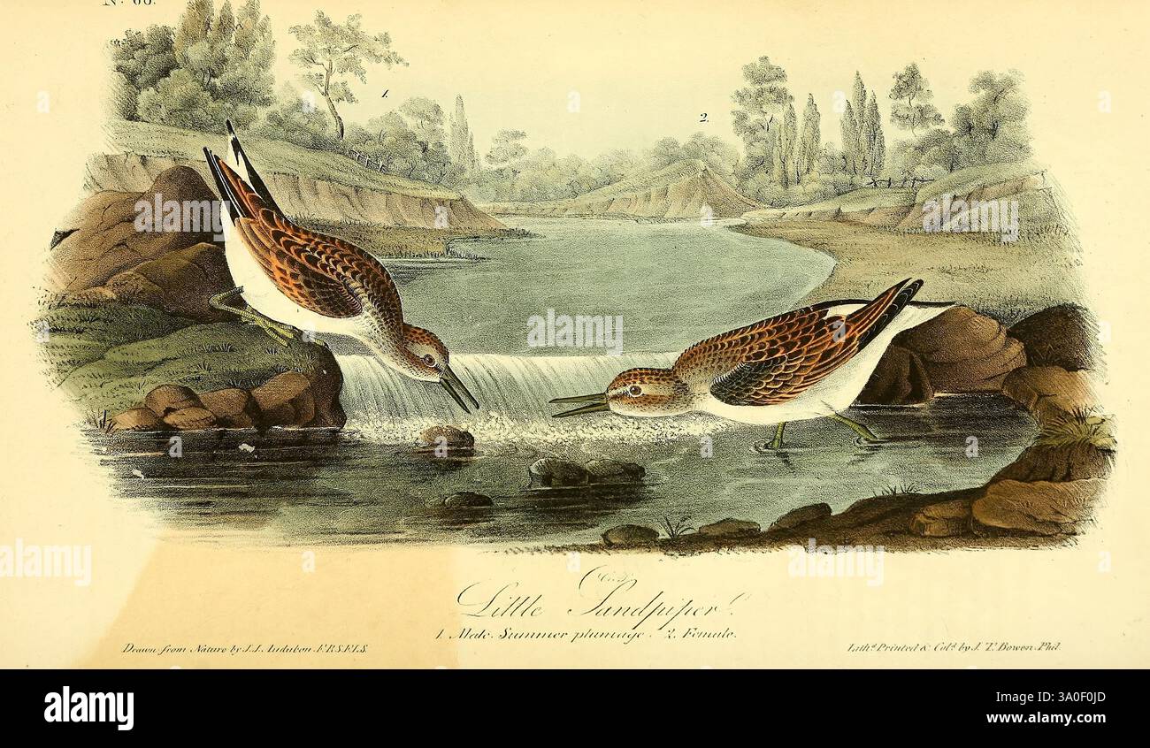 The Birds of America, New York, J.B. Chevalier, 1840-1844, Birds, Nordamerika, John James Audubon, malerische Werke, Ein Paar elegant illustrierter Vögel, bekannt für ihr markantes Gefieder, sind einander gegenüber in einer ruhigen Landschaft dargestellt. Die Szene bietet ein ruhiges Gewässer, eingerahmt von sanft abfallenden Hügeln und üppigem Grün, das die lebhaften Farben der Vögel widerspiegelt. Die detailreiche Darstellung hebt die Feinheiten ihrer Federn und die natürliche Schönheit ihrer Umgebung hervor und ruft ein Gefühl der Harmonie in der Umgebung hervor. Die Komposition dient als Feier Stockfoto