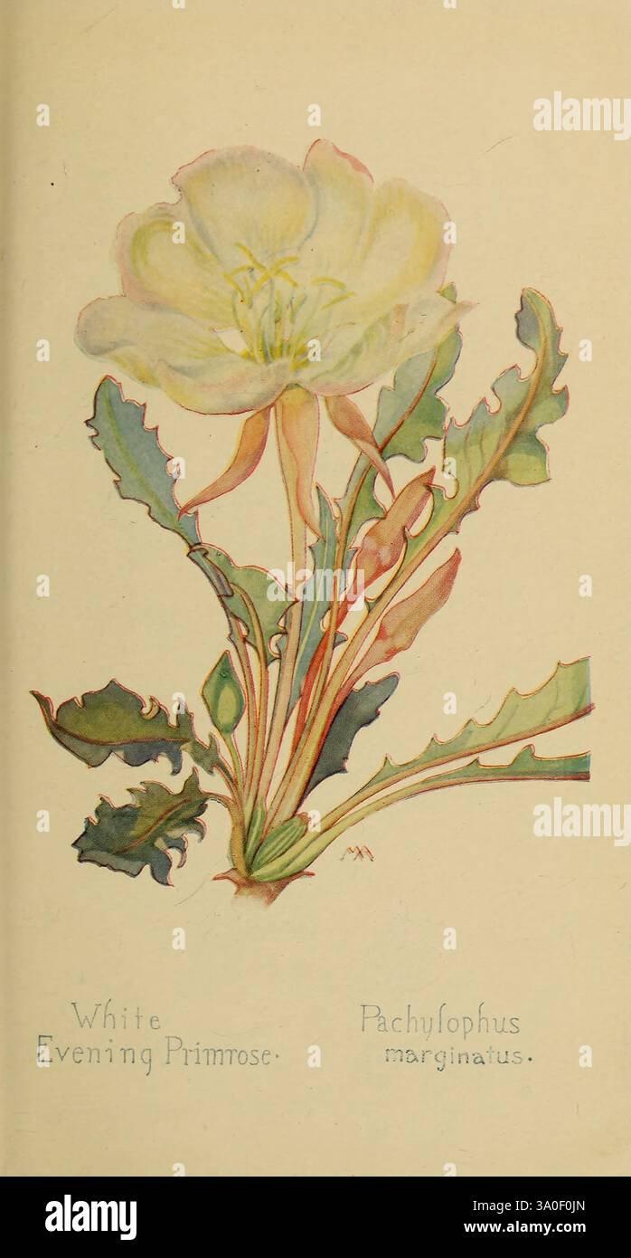 Feldbuch der westlichen Wildblumen New York Putnam 1915 Identifizierung West U.S. Wildblumen Margaret Neilson Armstrong Margaret Neilson Armstrong Pachylophus marginatus Weiße Nachtkerzenkerze Frauen in der Wissenschaft, Eine zarte Illustration einer Weißen Nachtkerze, wissenschaftlich bekannt als Pachylophus marginatus. Das Kunstwerk zeigt die weichen, hellen Blütenblätter der Blume mit subtilen Details, die ihre sanften Kurven und ihre offene Blüte betonen. Die zentrale Blume umgibt längliche grüne Blätter, die eine reiche Textur und komplizierte Venenmuster aufweisen. Der Hintergrund ist minimal so gestaltet Stockfoto