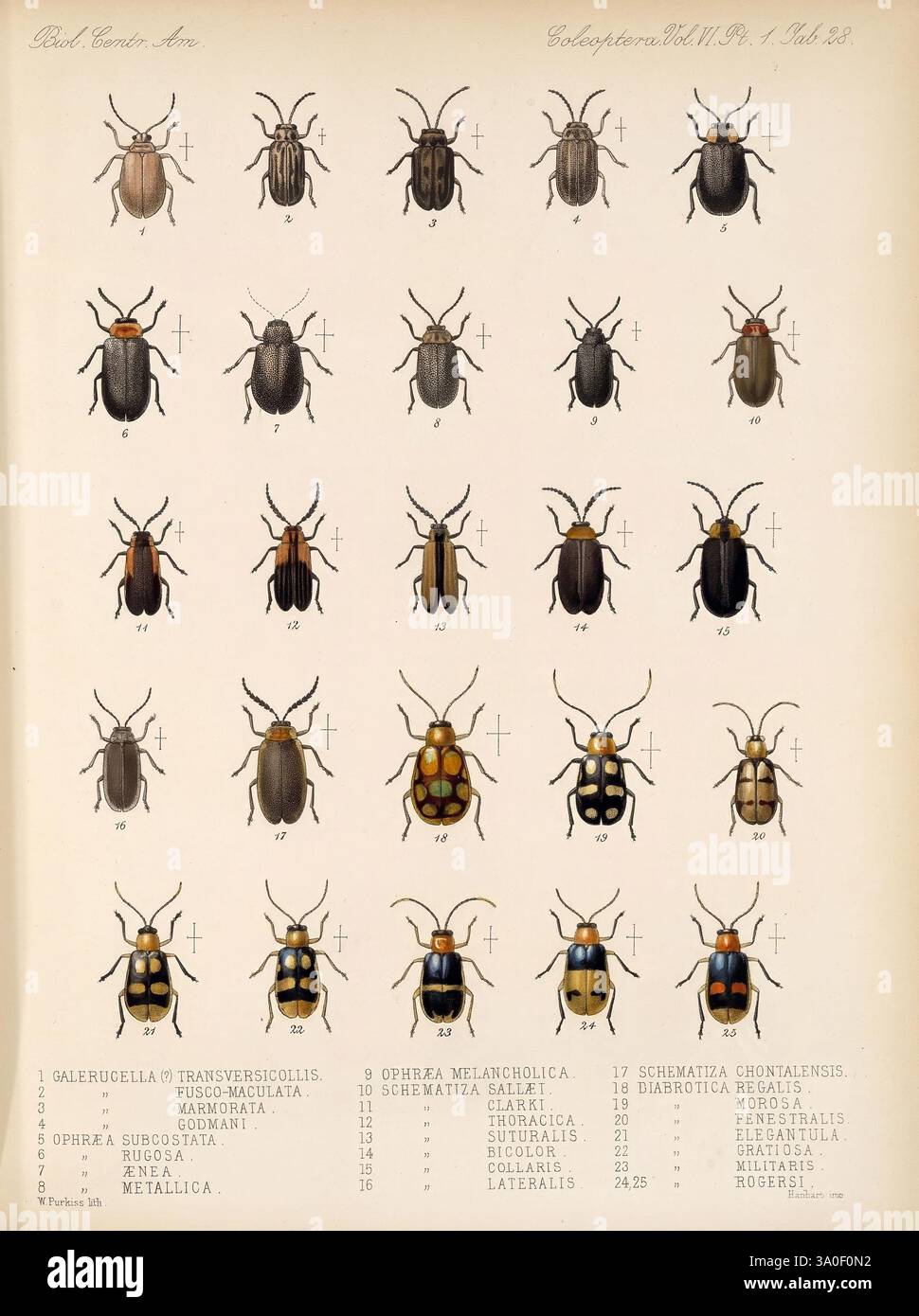 Biologia Centrali-Americana, London, 1879-1915, Archäologie, Botanik, Zentralamerika, Beschreibung und Reise, wissenschaftliche Expeditionen, Zoologie, blendende Vielfalt, eine komplexe botanische Illustration, die eine Vielzahl von Käferarten zeigt. Die Komposition ist methodisch in Reihen und Spalten organisiert, die jeweils unterschiedliche Käfer mit unterschiedlichen Farben, Formen und Mustern aufweisen. Unter den Exemplaren sind die wissenschaftlichen Bezeichnungen und Klassifikationen jedes Käfers detailliert gekennzeichnet, was einen Einblick in die Taxonomie der Käfer gibt. Dieses Kunstwerk unterstreicht die bemerkenswerte Vielfalt innerhalb der Käferfamilie Stockfoto