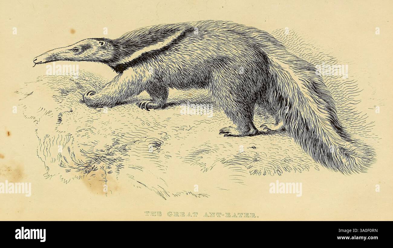 Die Klasse Mammalia London gedruckt für Geo B. Whittaker, 1827 Säugetiere Ameisenbär, Eine detaillierte Darstellung einer Kreatur, die einem Ameisenbär ähnelt, gekennzeichnet durch ihre lange Schnauze und ihr markantes Fell. Der Körper des Tieres wird in einer entspannten Position dargestellt und zeigt seine lange, schlanke Form und seinen buschigen Schwanz. Die Umgebung verfügt über einen strukturierten Boden, der auf einen natürlichen Lebensraum hinweist. Das Stück fängt die Feinheiten des Fells und der Anatomie der Kreatur ein und spiegelt das wissenschaftliche Interesse an ihren Merkmalen wider. Stockfoto