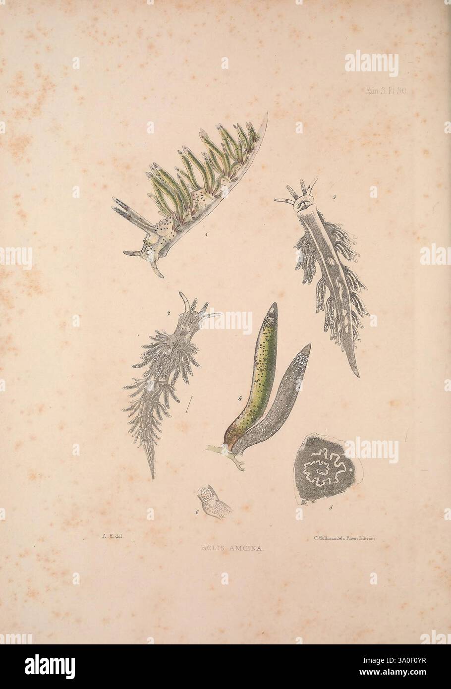 Eine Monografie des britischen Nacktschlechtums Mollusca, London, 1845-1910, Großbritannien, Mollusken, nudibranchia, die Abbildung zeigt verschiedene Arten von Nacktschnecken und zeigt ihre einzigartigen Formen und komplizierten Details. Hier werden verschiedene Organismen vorgestellt, die ihre lebendigen Farben und ihre unterschiedlichen anatomischen Strukturen hervorheben. Jede Probe ist mit Nummern gekennzeichnet, die unterschiedliche Merkmale oder Arten angeben. Das Arrangement zeigt die faszinierende Vielfalt der Meereslebewesen und betont die ornamentalen Formen und Texturen der Nacktschnecken, die sowohl als Adaptionen als auch als faszinierende Merkmale dienen. Stockfoto