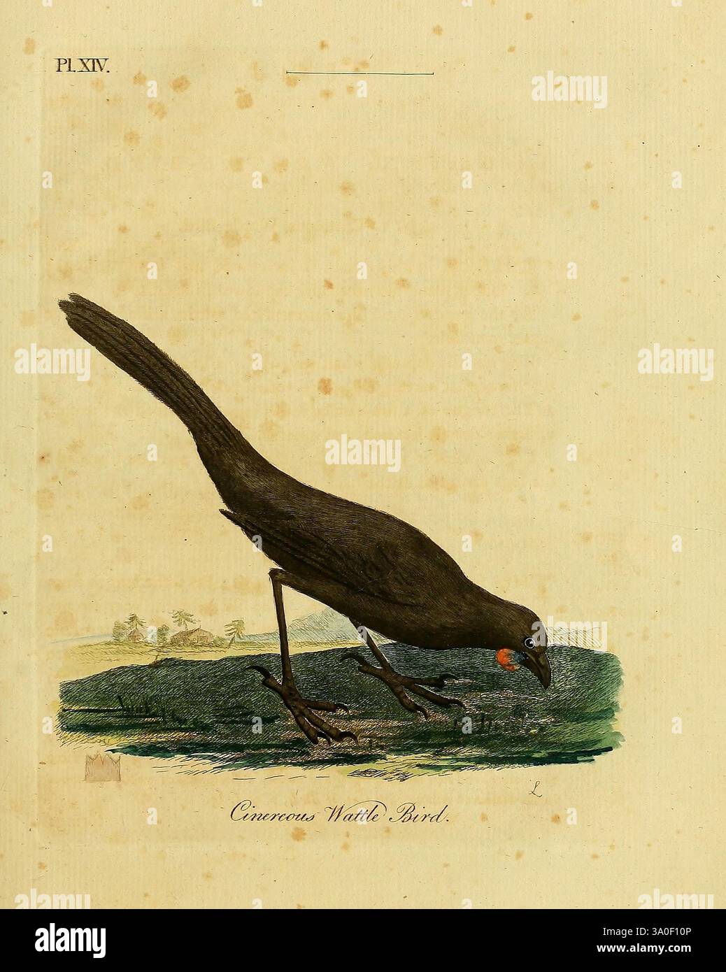 Eine allgemeine Synopsis der Vögel. London, gedruckt für Benj. Weiß, 1781-1785. Vögel, Wattlebird, Red Wattlebird, Anthochaera carunculata, Eine auffällige Darstellung eines Vogels, der als Common Wattle Bird bekannt ist und sich durch seine lange Form und seine charakteristischen Merkmale auszeichnet. Der Vogel steht auf einem Ast, mit leicht geneigtem Kopf, wie auf der Suche nach Nahrung. Sein Gefieder ist hauptsächlich dunkel und betont seine elegante Silhouette vor einem weicheren Hintergrund. Bemerkenswert sind die leuchtenden Farben um den Schnabel herum, was darauf hindeutet, dass er nach Beeren oder anderen Früchten sucht. Im Hintergrund gibt es Hinweise auf ein na Stockfoto