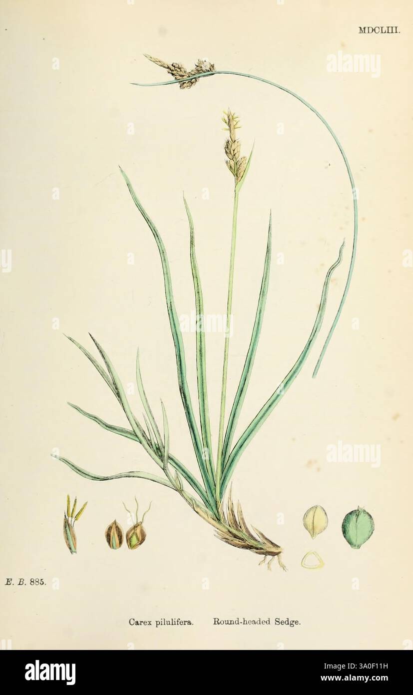 Englische, botanische oder farbige Figuren britischer Pflanzen, London, R. Hardwicke, 1863-1886, Großbritannien, Bildwerke, Pflanzen, die Illustration zeigt eine detaillierte botanische Studie über den Rundkopf-Sedge, wissenschaftlich bekannt als Carex pilulifera. Verschiedene Teile der Pflanze sind dargestellt, darunter die länglichen grünen Blätter, der markante Blütenstand und die abgerundeten Samenköpfe. Zusätzlich gibt es Abbildungen der Samen und der charakteristischen Strukturen der Pflanze, die ihre einzigartige Morphologie zeigen. Diese umfassende Darstellung zeigt die Feinheiten der Form und des Konstrukts der Pflanze Stockfoto