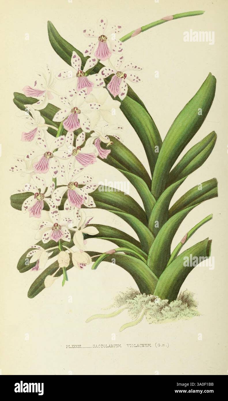 Les orchidées, Paris, J. Rothschild, 1880, Europa, Orchideen, Rhynchostis retusa, Orchideenkultur, Ein wunderschön illustriertes Arrangement einer blühenden Pflanze, das eine Gruppe von zarten Blüten mit rosa Akzenten und gefleckten Blütenblättern zeigt. Die Blüten sind elegant auf langen, schlanken Stielen angeordnet, die aus breiten, üppig grünen Blättern hervorragen, die eine lebendige Kulisse bilden. Die komplizierten Details betonen die einzigartigen Muster auf jedem Blütenblatt, während die Gesamtkomposition die natürliche Anmut und Schönheit dieses botanischen Exemplars einfängt. Unter der Abbildung ist der Name der Pflanze elegant dargestellt Stockfoto