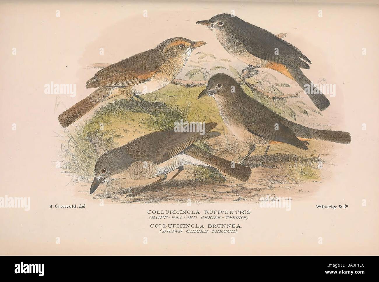 The Birds of Australia London, Witherby & Co, 1910-1927. Australien, Bibliographie, Vögel, Vögel von Australien, Bilderwerke, Bird, Australia, Mathews, Gregory Ornithology, die Illustration zeigt vier verschiedene Vögel aus der Gattung Colibri, die jeweils einzigartige Posen und Gefieder zeigen. Diese bezaubernden Kreaturen erscheinen in verschiedenen Positionen, sodass sie ihre Formen, Farben und Markierungen detailliert untersuchen können. Die Vögel werden in einer natürlichen Umgebung dargestellt, mit subtilen Details, die ihre Merkmale hervorheben, wie die Krümmung ihrer Flügel und die Textur ihrer Federn. Ein Gefühl der Bewegung Stockfoto
