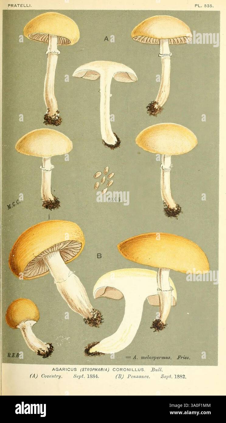 Illustrationen von britischen Pilzen (Hymenomycetes), als atlas zum "Handbook of British fungi", London, 1881-91, Pilze, Großbritannien, Ruth Ellis Berkeley, Ruth Ellis Berkeley, Frauen in Wissenschaft, die Illustration zeigt detaillierte botanische Studien des Pilzes Agaricus (Stropharia) coronillus, die seine charakteristischen Merkmale hervorheben. Die verschiedenen beschrifteten Abschnitte zeigen verschiedene Ansichten und Aspekte, einschließlich der Kappe, des Stängels und der Kiemen des Pilzes. Jedes Teil wird mit klaren Beschriftungen dargestellt, die die spezifischen Features, wie Größe und Struktur, angeben. Die Farbpalette ist emphatisch Stockfoto