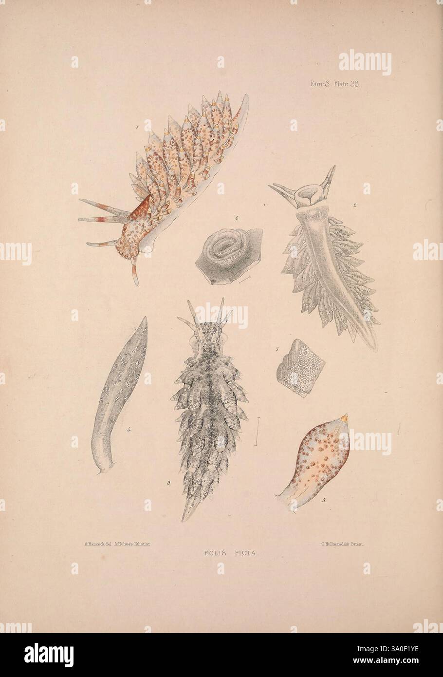 Eine Monografie des britischen Nacktschlechtums Mollusca, London, 1845-1910, Großbritannien, Mollusken, nudibranchia, diese Abbildung zeigt verschiedene Meeresschnecken, insbesondere verschiedene Arten von Meeresschnecken. Die detaillierten Darstellungen heben ihre einzigartigen Formen und Texturen hervor, mit Merkmalen wie komplizierten Wirbelsäulen, weichen Körpern und dekorativen Mustern. Jede Probe ist beschriftet, um einen Einblick in ihre wissenschaftliche Klassifizierung zu erhalten. Diese visuelle Erkundung unterstreicht die Vielfalt und Schönheit der Unterwasserwelt und präsentiert eine strukturierte Untersuchung dieser faszinierenden Weichtiere in ihrer natürlichen Form Stockfoto