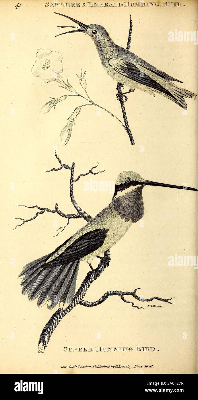 Saphir Vogel Erfahrungen