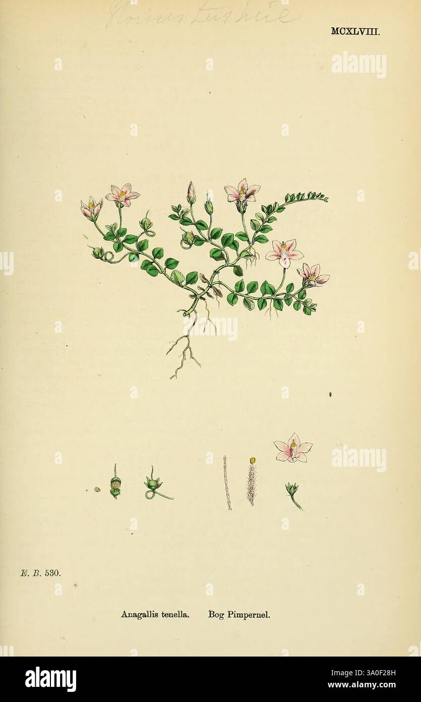 Englische, botanische oder farbige Figuren britischer Pflanzen, London, R. Hardwicke, 1863-1886, Großbritannien, malerische Werke, Pflanzen, Eine detaillierte botanische Illustration, die die zarte Schönheit von Anagallis tenella, allgemein bekannt als Moorpimpernel, darstellt. Das Kunstwerk zeigt die schlanken Stiele der Pflanze mit kleinen rosa Blüten, die jeweils fünf Blütenblätter aufweisen, die eine sternförmige Form bilden. Das Laub besteht aus schmalen, langgestreckten Blättern, die das Blumenarrangement ergänzen. Unter der Hauptabbildung befinden sich zusätzliche Zeichnungen, die verschiedene Teile des Werks hervorheben, einschließlich des flo Stockfoto