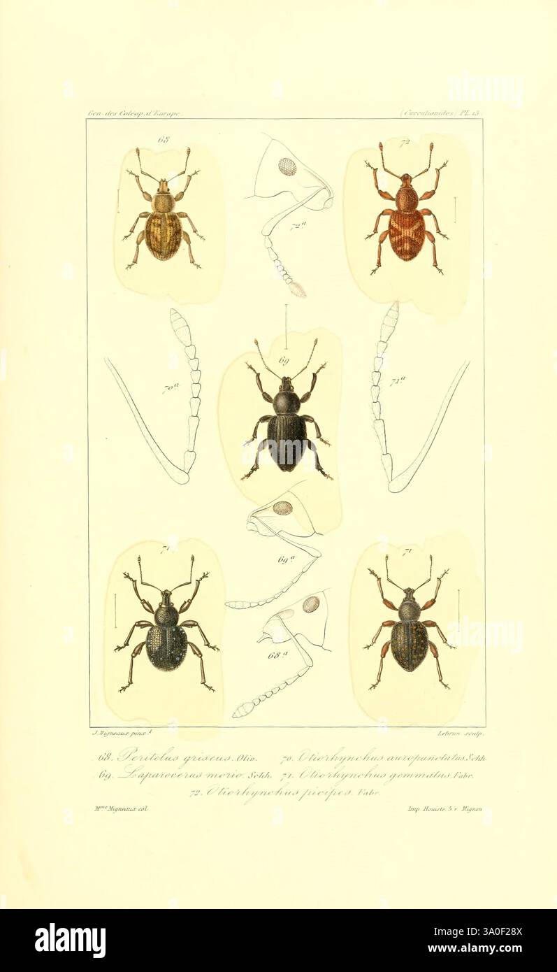 Genera des coléoptères d'Europe Paris Chez A. Deyrolle 1857-1868 Käfer Europe Bildwerke, Eine detaillierte Abbildung mit einer Vielzahl von Käfern, die jeweils mit einer eindeutigen Kennnummer gekennzeichnet sind. Es werden sechs verschiedene Proben angezeigt, die ihre einzigartigen anatomischen Merkmale wie Körperform, Größe und Farbmuster betonen. Zusätzlich werden längliche Anhängsel und andere Strukturen dargestellt, die einen Einblick in ihre Morphologie geben. Das Arrangement hebt die Vielfalt der Arten hervor und zeigt sowohl dorsale als auch laterale Ansichten der Insekten. Um die Proben herum befinden sich Int. Stockfoto