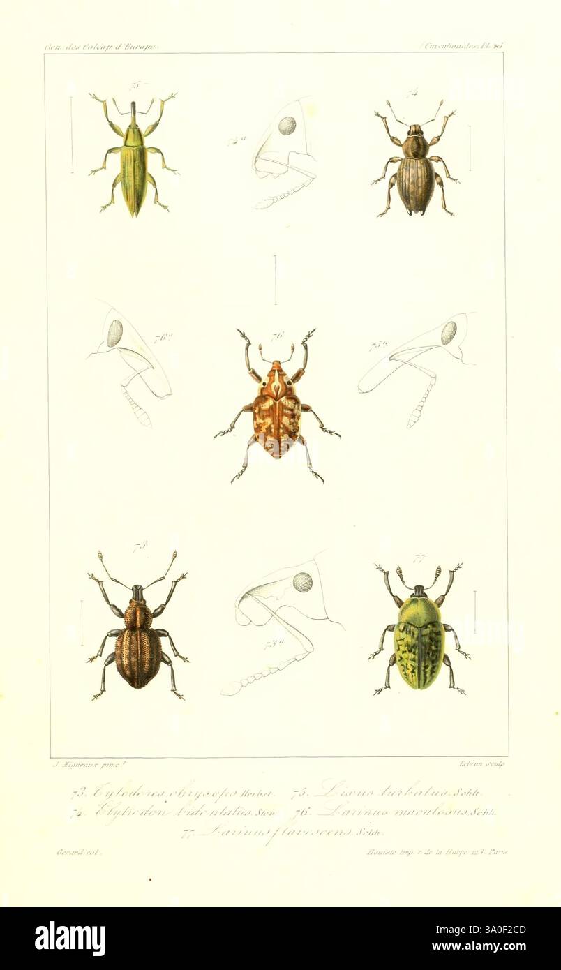 Gattungen, des, coléoptères, d'Europe, Paris, Chez, A. Deyrolle, 1857-1868, Käfer, Europa, Bildwerke, die Komposition zeigt eine detaillierte Darstellung verschiedener Käfer und ihrer entsprechenden Eier. Jedes Insekt wird in einem wissenschaftlichen Stil dargestellt und zeigt verschiedene Merkmale wie Körperform, Färbung und Muster. Die Anordnung umfasst mehrere eckige und ovale Eier neben den ausgewachsenen Käfern, die ihre Fortpflanzungsstadien hervorheben. Der obere Teil zeigt einen grünen und einen gelb-grünen Käfer, während der mittlere einen bräunlichen Käfer mit komplizierten Markierungen zeigt. A-Serie Stockfoto