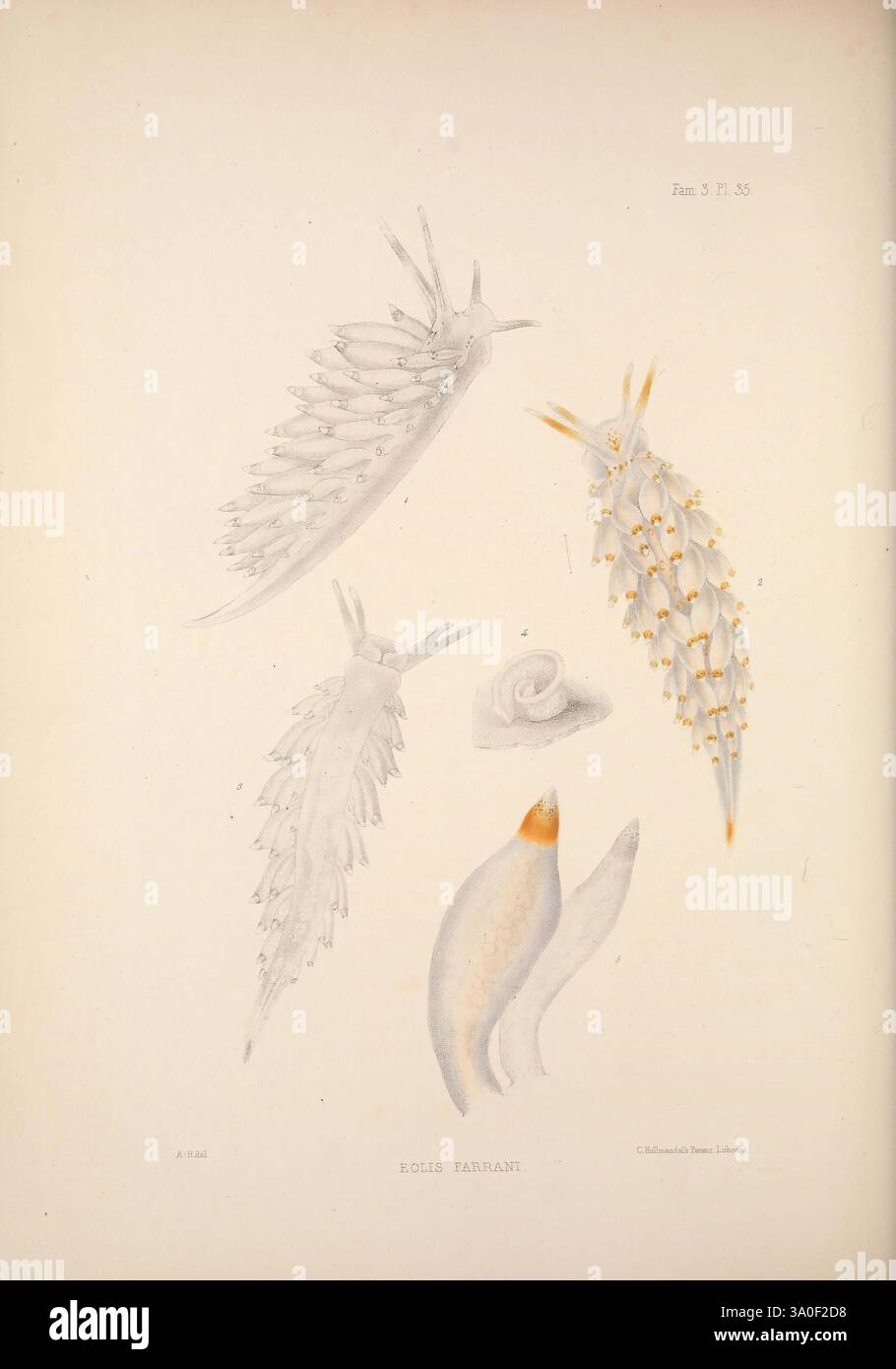 Eine Monografie des britischen Nacktschlechtums Mollusca, London, 1845-1910, Großbritannien, Mollusken, nudibranchia, diese Illustration zeigt mehrere detailreiche Meeresorganismen, die ihre unterschiedlichen Formen und Texturen zeigen. Oben zeigt eine schlanke Kreatur einen langgestreckten Körper mit zarten Anhängen, die einer kaskadierenden Formation ähneln. Darunter zeigt ein weiteres Exemplar ein bauchiges Design mit kunstvollen Oberflächenmustern, das seine einzigartigen Texturen unterstreicht. Auf der rechten Seite zieht ein kleinerer Organismus mit seiner stromlinienförmigen Form und leuchtenden orangefarbenen Akzenten die Aufmerksamkeit auf sich. Unten Stockfoto Eine Monografie des britischen Nacktschlechtums Mollusca, London, 1845-1910, Großbritannien, Mollusken, nudibranchia, diese Illustration zeigt mehrere detailreiche Meeresorganismen, die ihre unterschiedlichen Formen und Texturen zeigen. Oben zeigt eine schlanke Kreatur einen langgestreckten Körper mit zarten Anhängen, die einer kaskadierenden Formation ähneln. Darunter zeigt ein weiteres Exemplar ein bauchiges Design mit kunstvollen Oberflächenmustern, das seine einzigartigen Texturen unterstreicht. Auf der rechten Seite zieht ein kleinerer Organismus mit seiner stromlinienförmigen Form und leuchtenden orangefarbenen Akzenten die Aufmerksamkeit auf sich. Unten Stockfoto