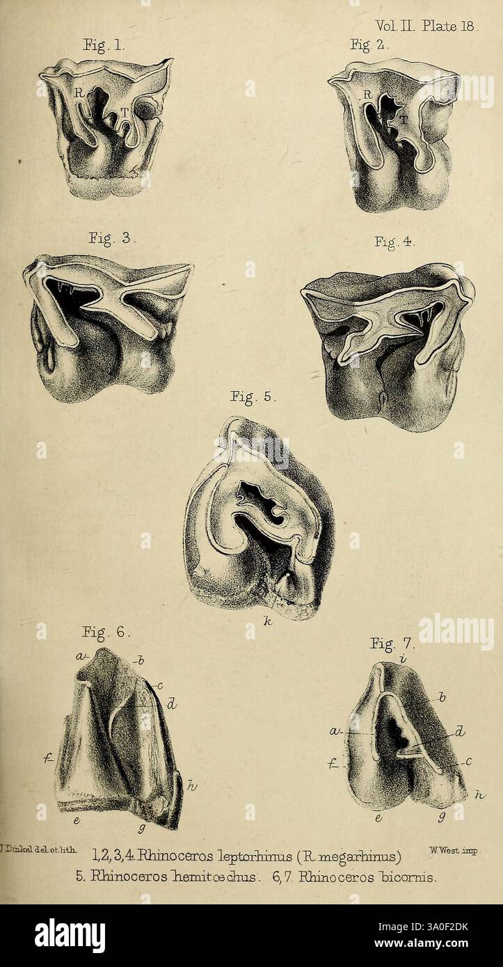 Paläontologische Memoiren und Notizen von h. Falconer, mit, A, biografisch, Skizze, von, Autor London, 1868, Eine Reihe detaillierter Illustrationen, die die anatomischen Strukturen von Nashörnern zeigen. Jede beschriftete Abbildung hebt verschiedene Aspekte ihrer Morphologie hervor, wie die Nasengänge, die Schädelform und die inneren Merkmale. Die Zahlen sind von 1 bis 7 nummeriert, mit zusätzlichen Beschriftungen, die bestimmte anatomische Teile zur besseren Übersichtlichkeit anzeigen. Diese Zusammenstellung dient als pädagogische Referenz für das Verständnis der einzigartigen Anpassungen und biologischen Merkmale von Nashörnern, Stockfoto