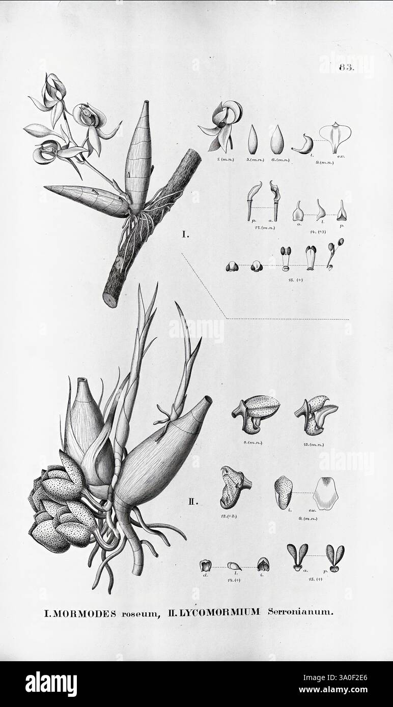 Flora brasiliensis, enumeratio plantarum in Brasilia hactenus detectarum. Monachii et Lipsiae [München & Leipzig], R. Oldenbourg, 1840-1906. Brasilien, Deutschland, Gravur, Botanik, 1840, Unfarbig, Botaniker, Bildwerke, grafische Medien. die Illustration zeigt verschiedene botanische Elemente in Bezug auf die Arten Mormoden roseum und Lycomormium serronianum. Der obere Teil zeigt eine detaillierte Darstellung von Blütenstrukturen, einschließlich Blütenknospen und offenen Blüten, die naturalistisch auf einem Zweig angeordnet sind. Der untere Teil zeigt komplizierte Zeichnungen der Reproduktionsteile der Pflanze, Hi Stockfoto