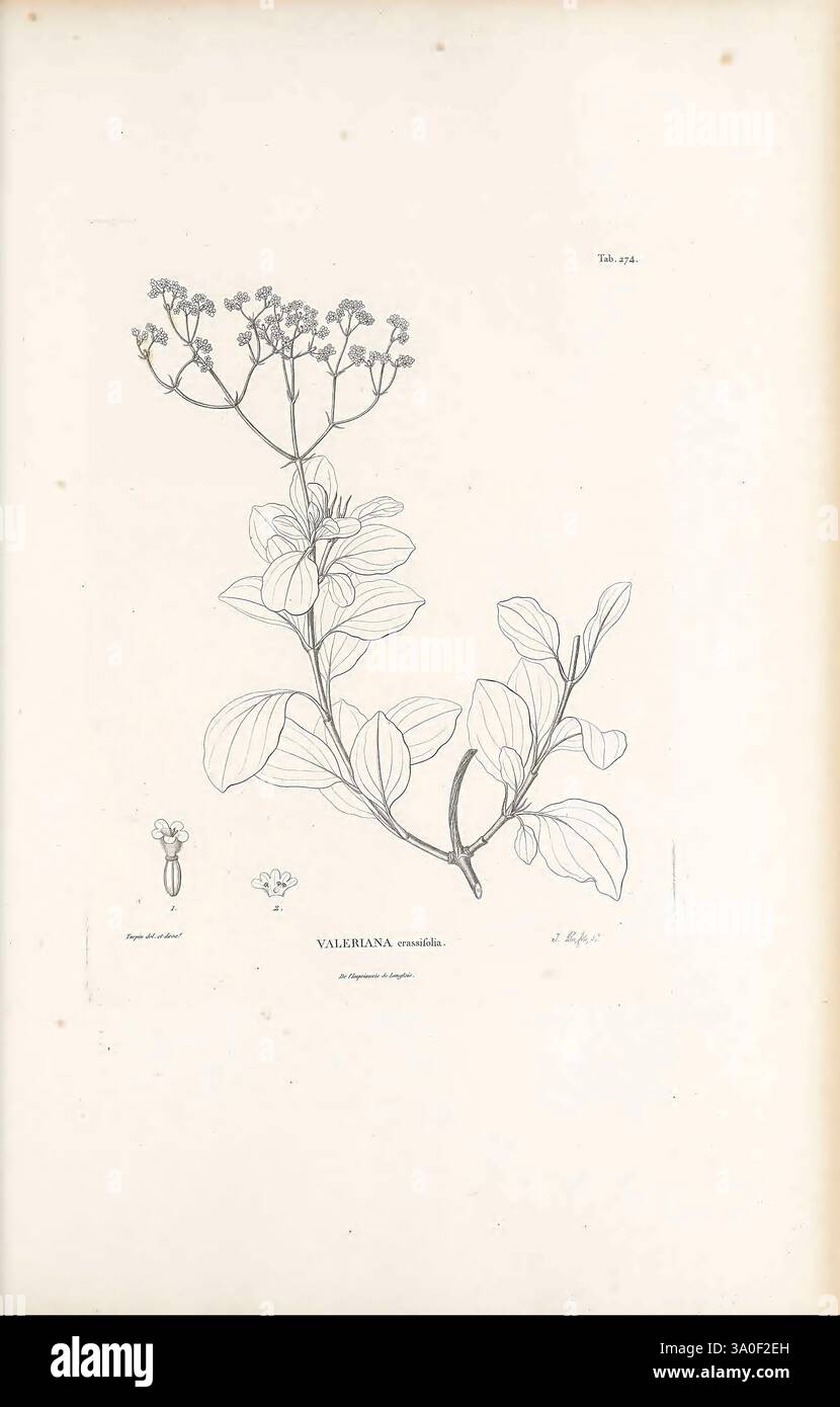 Nova genera et species plantarum Antverpiae ex officina Christophori Plantini 1576 Botanik-Klassifizierung Bildwerke Pflanzen wissenschaftliche Expeditionen Südamerika, Eine botanische Illustration mit der Pflanze Valeriana corymbosa, auch bekannt als Baldrian. Das Bild zeigt eine detaillierte Darstellung der blühenden Pflanze, die ihre schlanken Stiele hervorhebt, die an der Spitze kleine Blumenhaufen tragen. Die Blätter sind mit zarten Linien dargestellt, die ihre Form und Textur zeigen. Eine kleinere Illustration der Blume wird links gezeigt, die die pädagogischen Details des Werkes ergänzt. Dieser Artwor Stockfoto