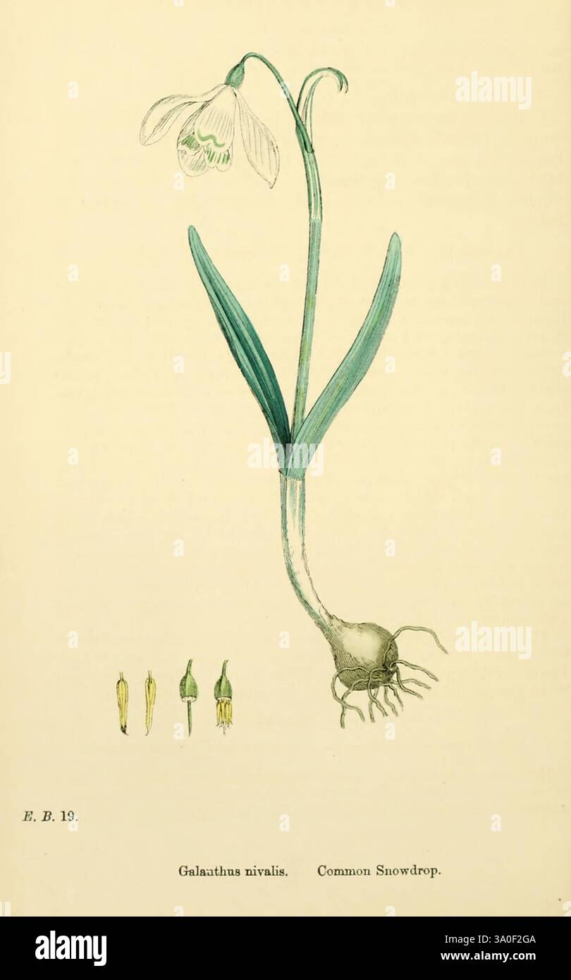 Englische, botanische oder farbige Figuren britischer Pflanzen, London, R. Hardwicke, 1863-1886, Großbritannien, Bildwerke, Pflanzen, diese Illustration zeigt den Galanthus nivalis, allgemein bekannt als Schneeglöckchen. Die elegante, glockenförmige Blüte ist auf einem schmalen grünen Stiel zu sehen, der von schmalen, langen Blättern betont wird, die sich anmutig von der Basis abheben. Unter der Blüte ist die Struktur der Knolle dargestellt, die das Wurzelsystem der Pflanze betont. Die Hauptabbildung wird durch kleinere Skizzen ergänzt, die die Bestandteile der Blume, einschließlich ihrer zarten Blütenblätter und Fortpflanzungselemente, beschreiben. Th Stockfoto