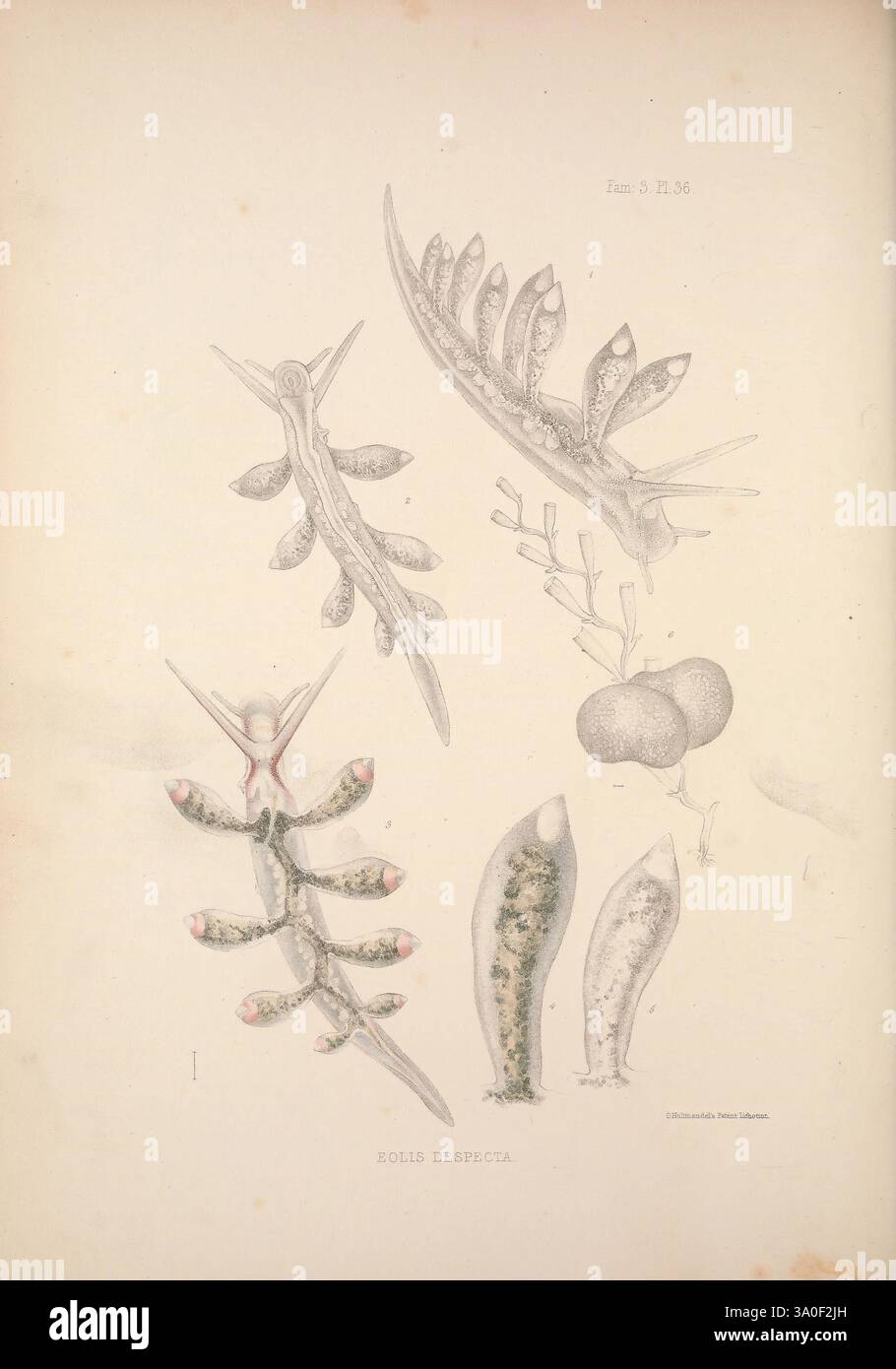 Eine Monografie des britischen Nacktschlechtums Mollusca, London, 1845-1910, Großbritannien, Mollusken, Nudibranchia, diese Abbildung zeigt eine Vielzahl von Meeresorganismen, die ihre komplexen Formen und charakteristischen anatomischen Merkmale zeigen. Im Zentrum der Komposition stehen mehrere elegant detaillierte Nacktschnecken, die für ihre lebendigen Muster und einzigartigen Formen bekannt sind. Um sie herum sind Abbildungen anderer Meereslebewesen, einschließlich verschiedener Arten von Meeresschnecken, die faszinierende Anpassungen aufweisen. Jede Figur wird akribisch gerendert, wobei Texturen und empfindliche Strukturen hervorgehoben werden und das Labor begleitet wird Stockfoto Eine Monografie des britischen Nacktschlechtums Mollusca, London, 1845-1910, Großbritannien, Mollusken, Nudibranchia, diese Abbildung zeigt eine Vielzahl von Meeresorganismen, die ihre komplexen Formen und charakteristischen anatomischen Merkmale zeigen. Im Zentrum der Komposition stehen mehrere elegant detaillierte Nacktschnecken, die für ihre lebendigen Muster und einzigartigen Formen bekannt sind. Um sie herum sind Abbildungen anderer Meereslebewesen, einschließlich verschiedener Arten von Meeresschnecken, die faszinierende Anpassungen aufweisen. Jede Figur wird akribisch gerendert, wobei Texturen und empfindliche Strukturen hervorgehoben werden und das Labor begleitet wird Stockfoto