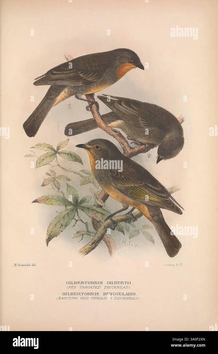 The Birds of Australia London, Witherby & Co, 1910-1927 Australia Bibliography Birds Australia Pictorial Works Bird Australia Mathews, Gregory Ornithology, die Illustration zeigt drei östliche Rotschwanz-Tyranniden, die auf Zweigen inmitten von weichem Laub thronen. Die Vögel zeigen eine lebhafte Mischung aus Farben, die ihre besonderen Merkmale zeigen: Eine markante dunkle Krone, satte olivgrüne Rückseite und hellgelbe Unterseite. Ein Vogel ist im Profil zu sehen, während ein anderer leicht nach vorne geneigt ist, um einen Blick auf sein kompliziertes Gefieder zu werfen. Die Blätter, die sie umgeben, verleihen einen Hauch von natürlichem Habitat Stockfoto